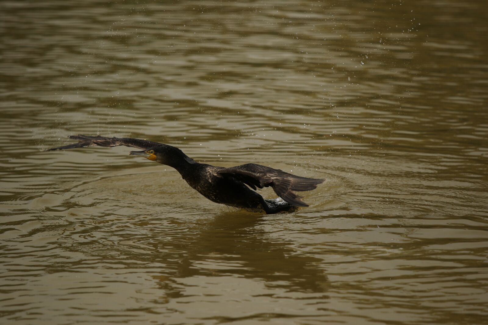 Canon EOS 7D Mark II sample photo. Cormorant, bird, water bird photography