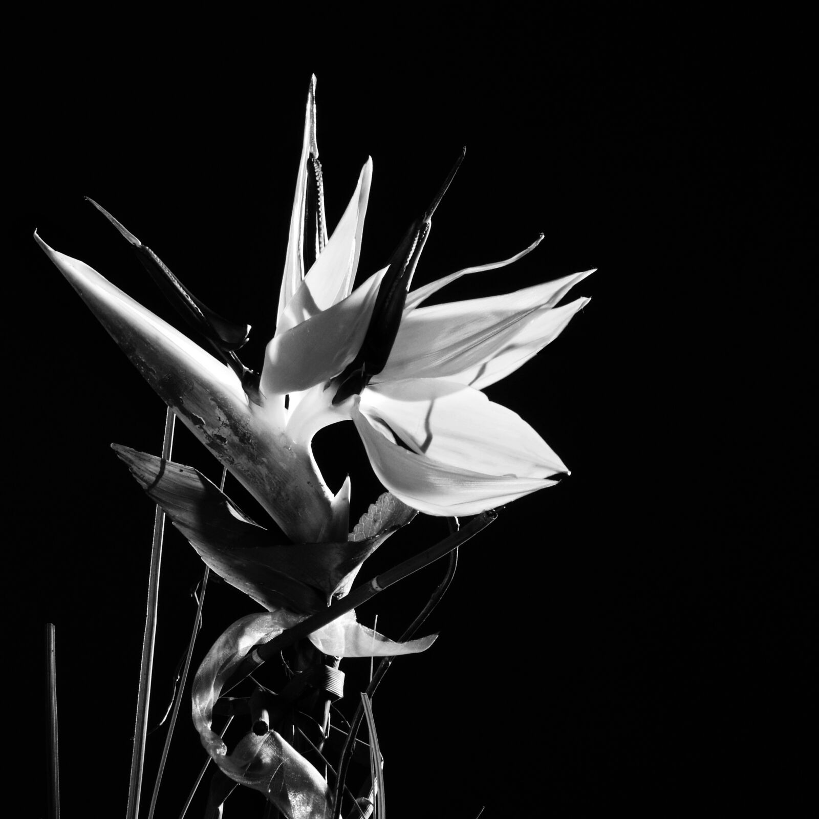 Fujifilm FinePix S3 Pro sample photo. Caudata, flower, strelitzia orchids photography