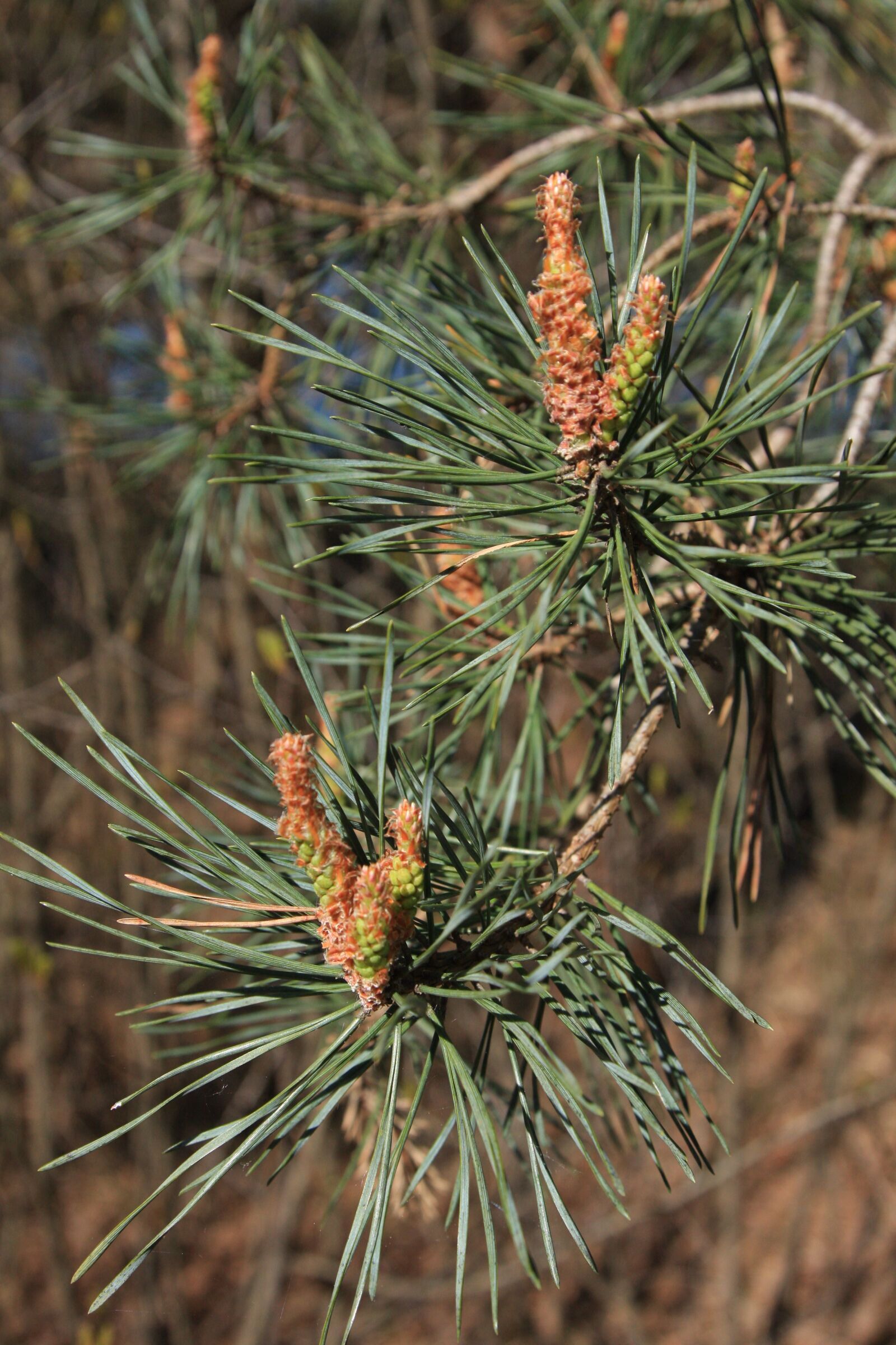 Canon EOS 40D sample photo. Pine, tap, seeds photography