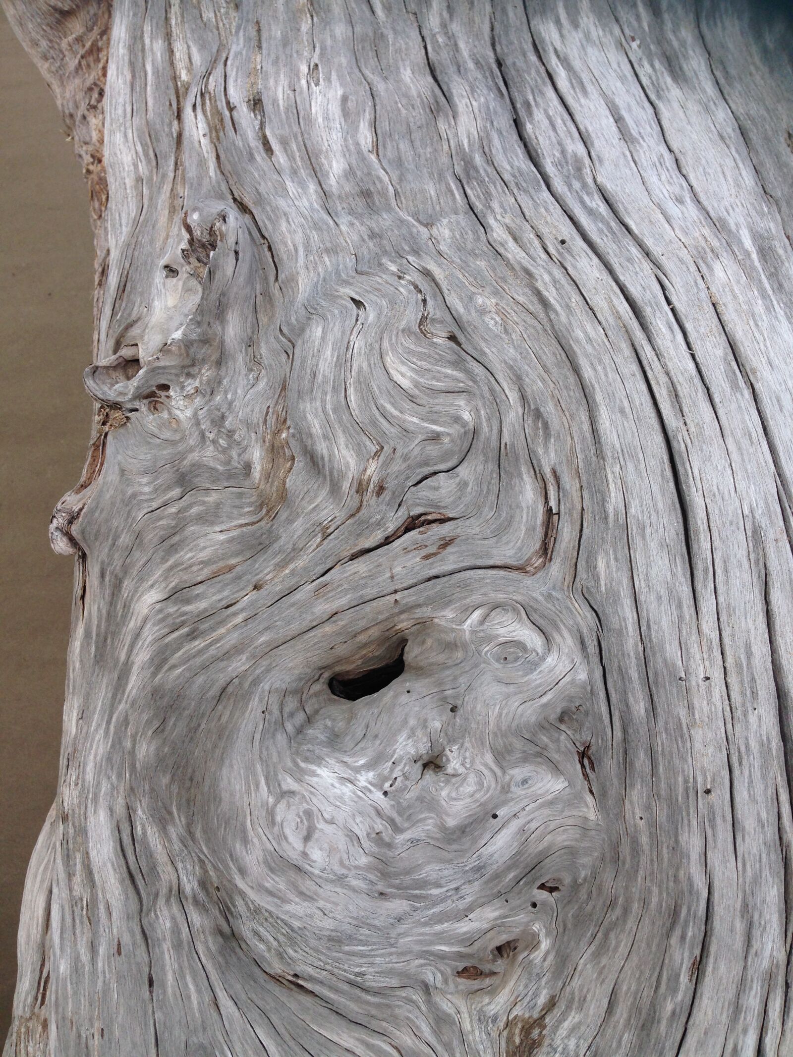iPhone 5 back camera 4.12mm f/2.4 sample photo. Driftwood, nature photography