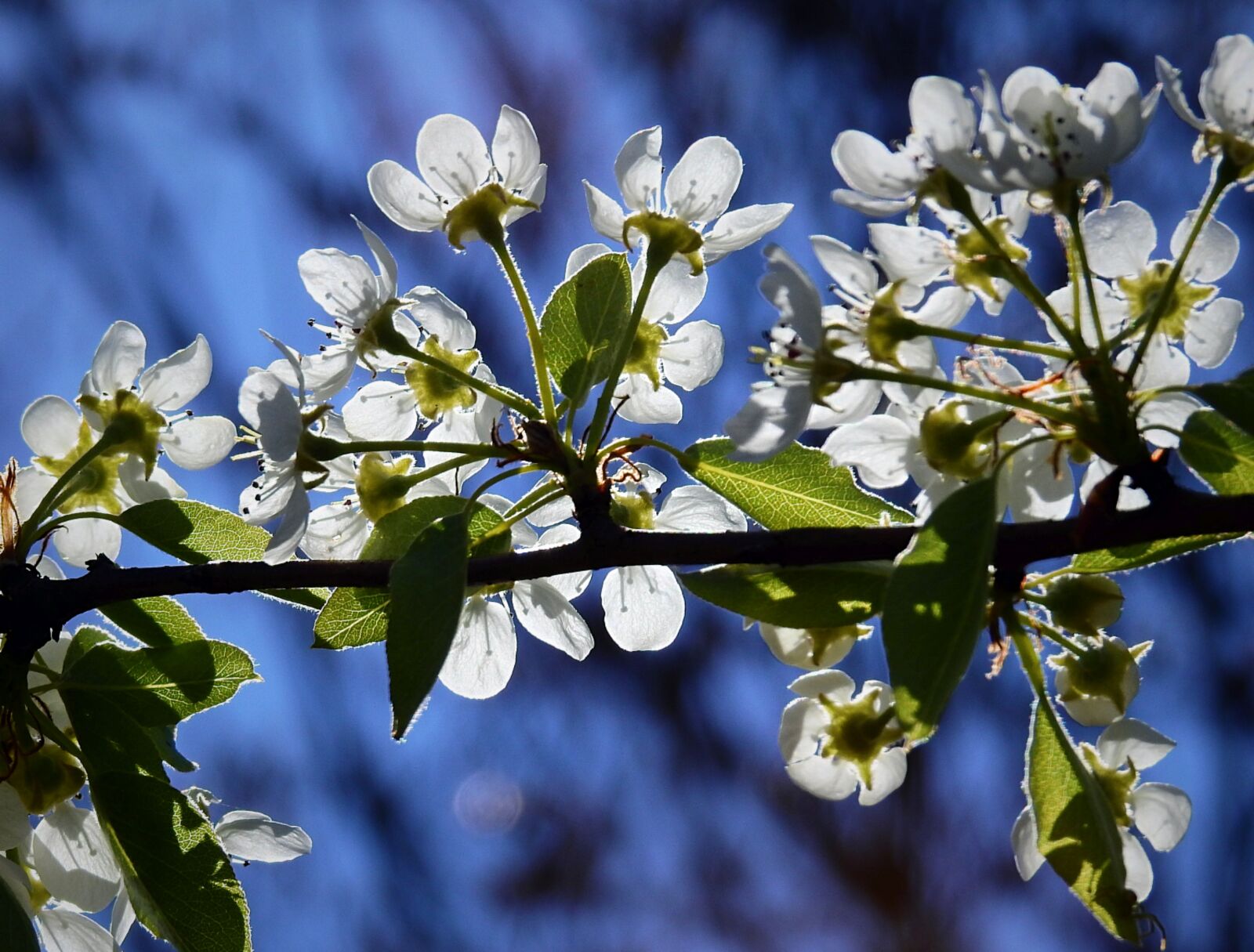 Nikon Coolpix P900 sample photo. Spring, flowering, flowers photography