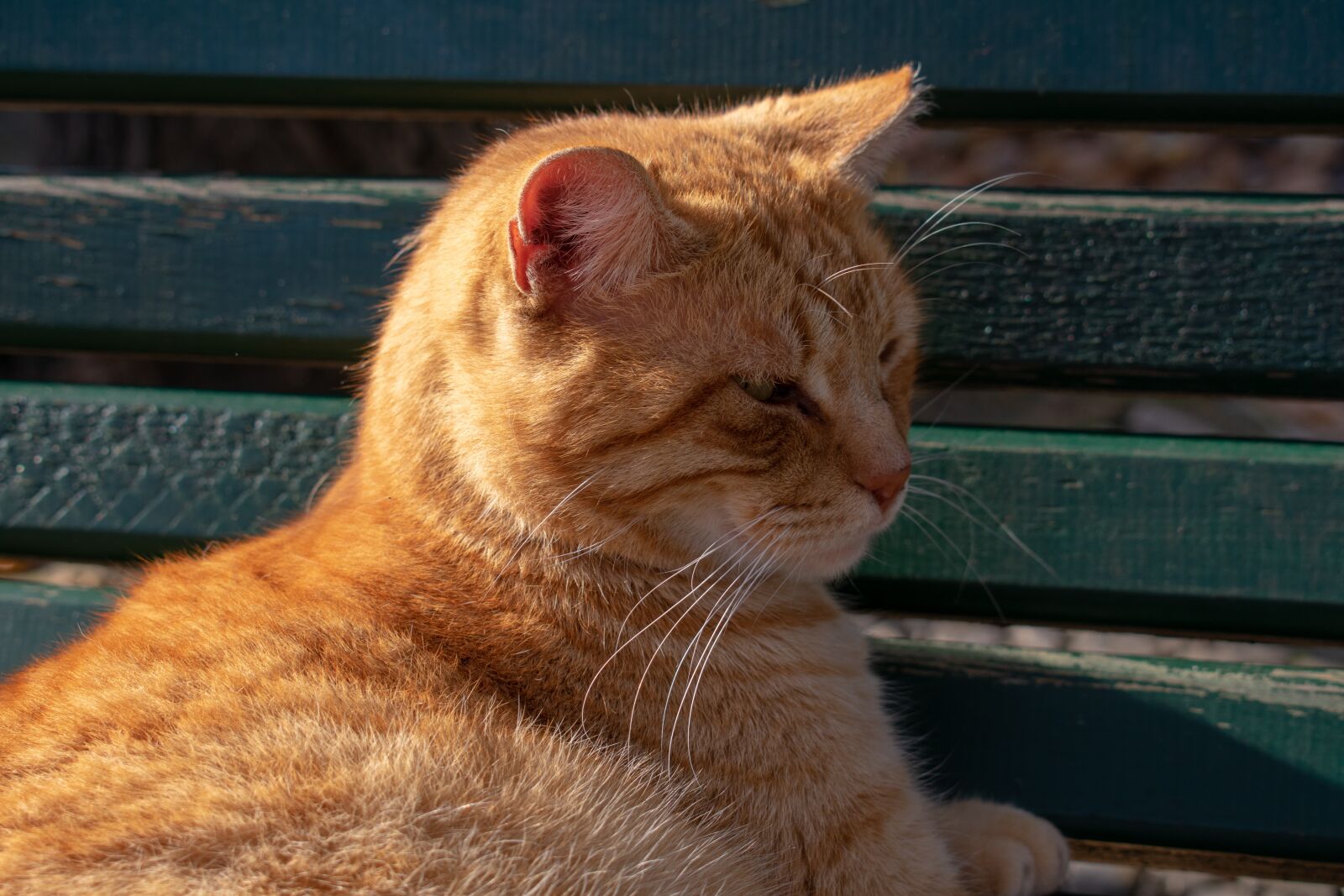 Nikon D3400 sample photo. Cat, red, kitten photography
