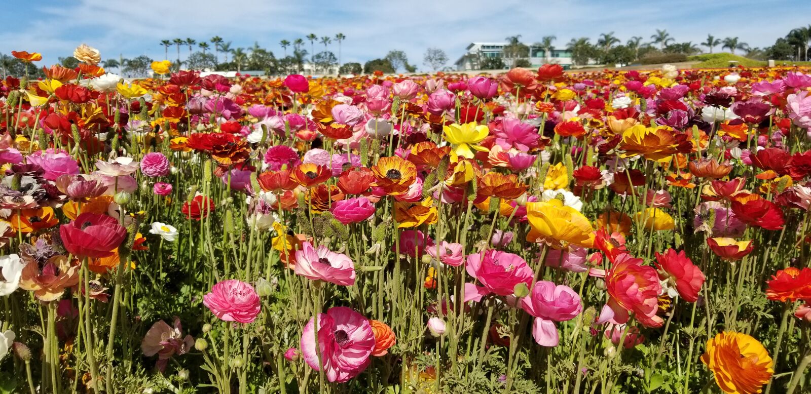 Samsung Galaxy S8+ sample photo. Ranunculus, flowers, flower fields photography
