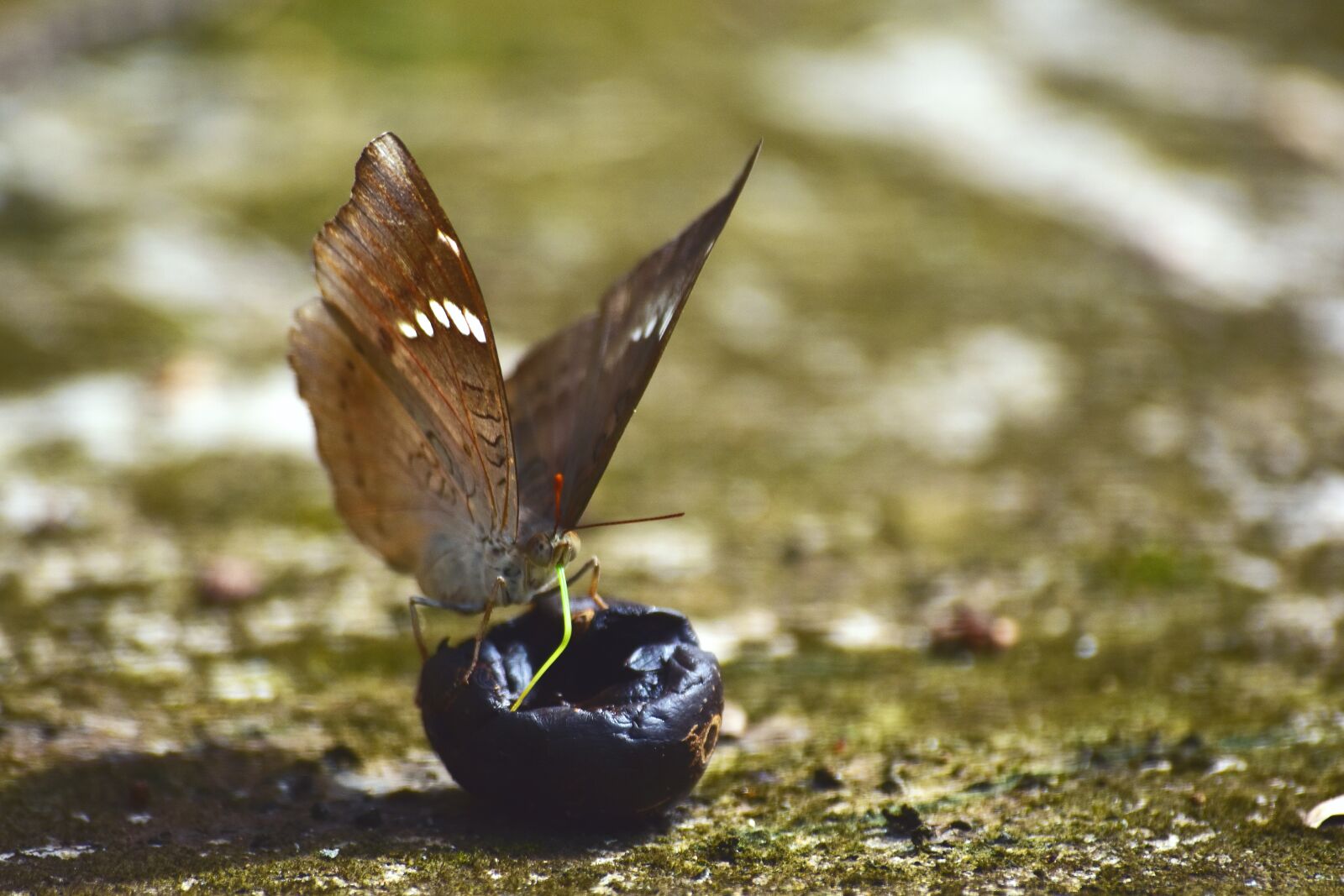 Nikon D3500 sample photo. Butterfly, moth, insect photography