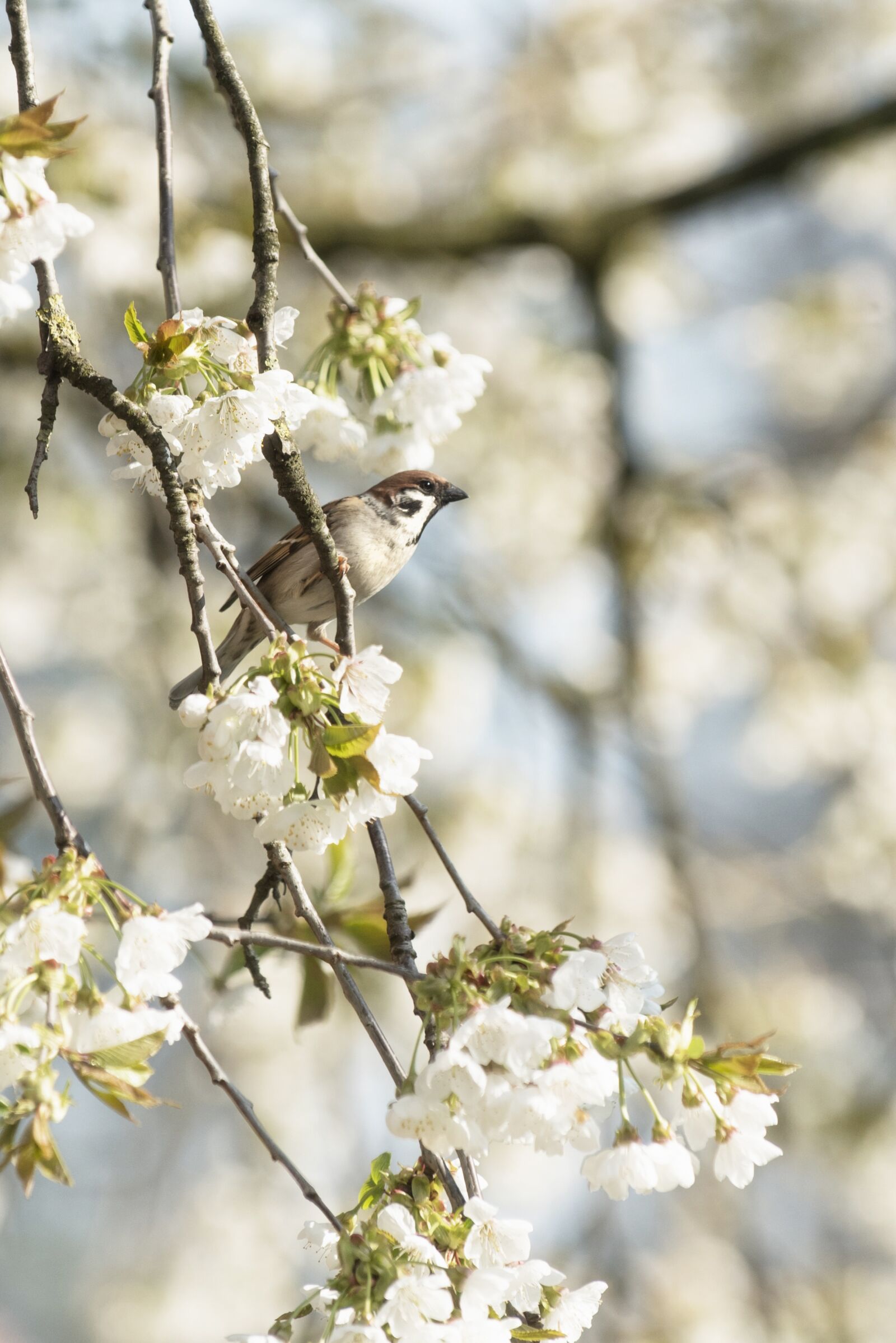Nikon D750 sample photo. Sperling, bird, bird in photography
