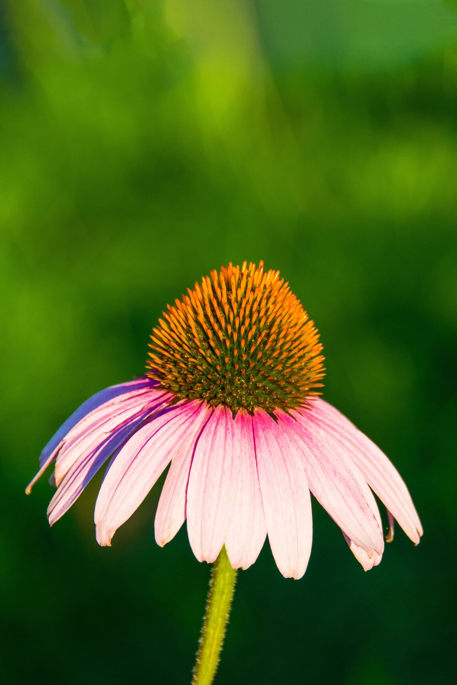 Nikon D800 sample photo. Pink coneflower, pink flower photography