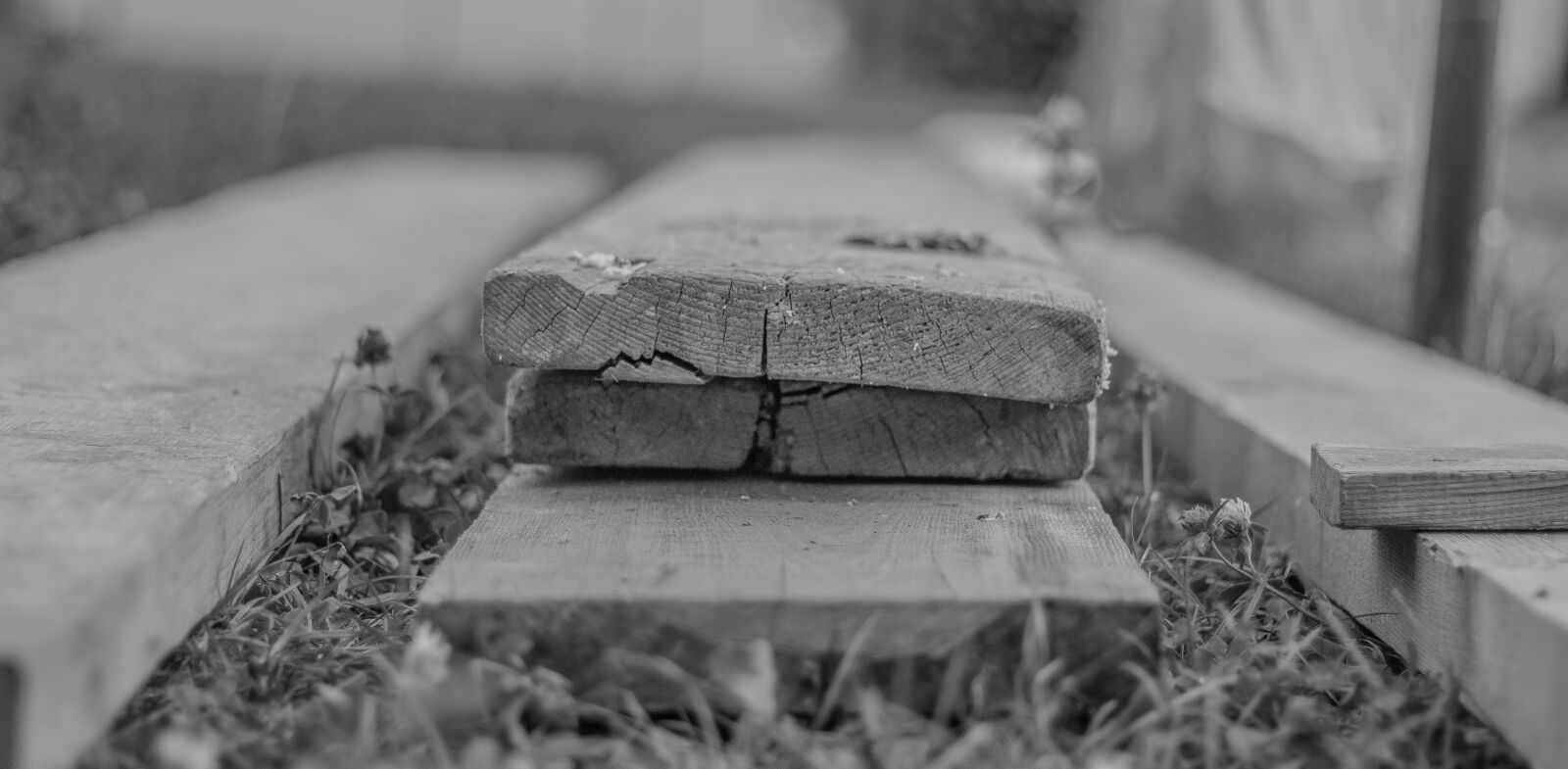 Canon EOS 700D (EOS Rebel T5i / EOS Kiss X7i) + Canon EF 50mm F1.8 STM sample photo. Depth of sharpness, leaves photography