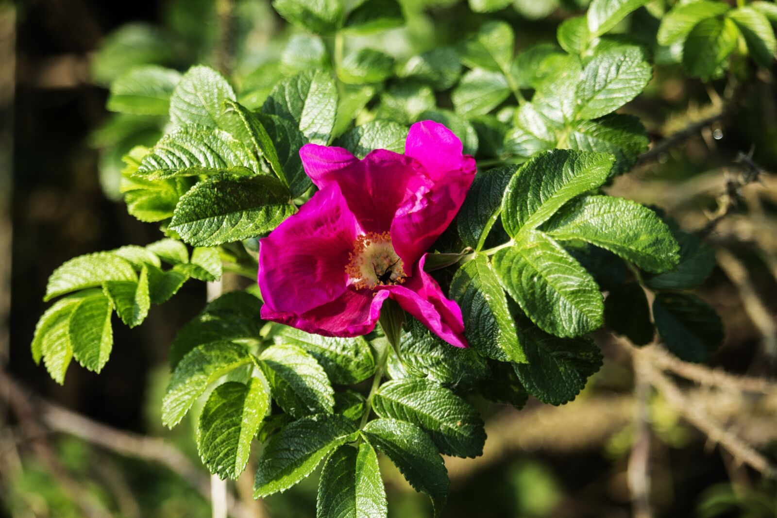 Canon EF-S 55-250mm F4-5.6 IS STM sample photo. Rose, wild, flower photography