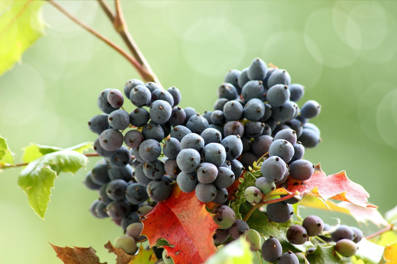 Canon EOS 600D (Rebel EOS T3i / EOS Kiss X5) sample photo. Bush, berries, blue photography
