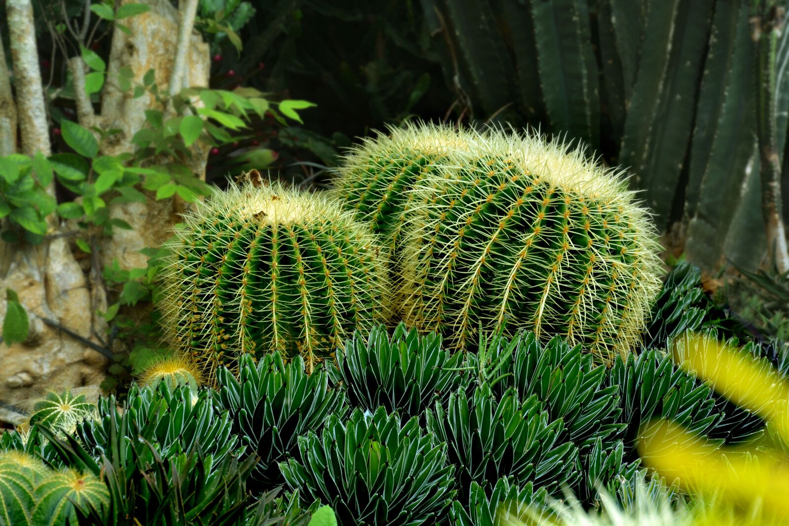 Nikon D7100 sample photo. Cactus, green, sharp photography