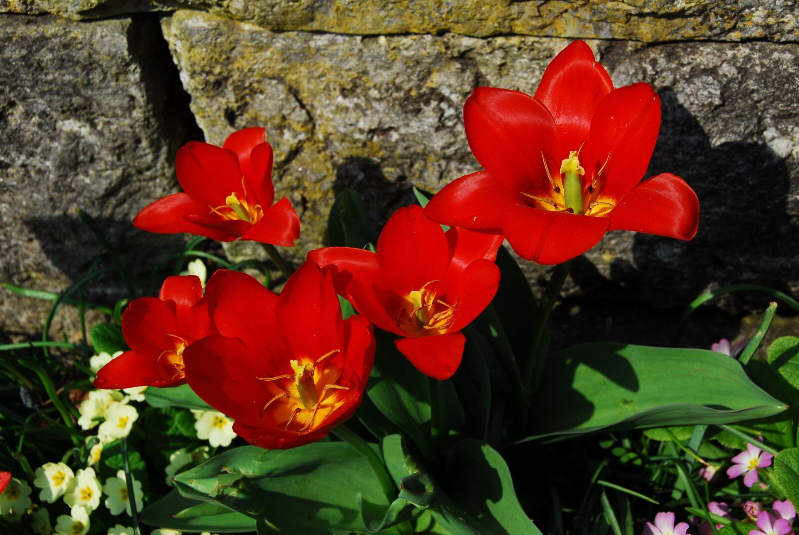 Nikon D200 sample photo. Flower, nature, plant photography