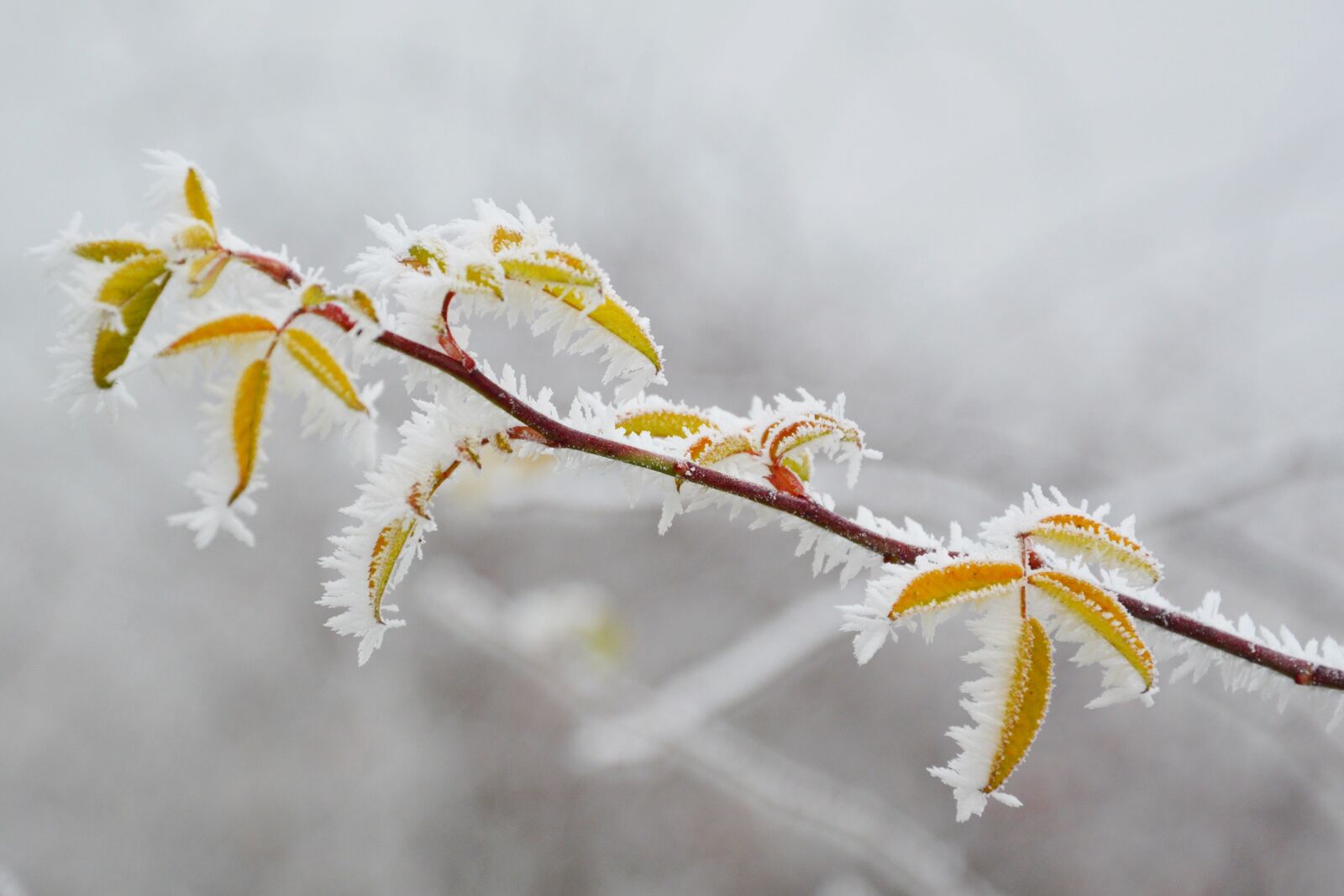 Nikon D3200 sample photo. Rime, frost, hoary photography