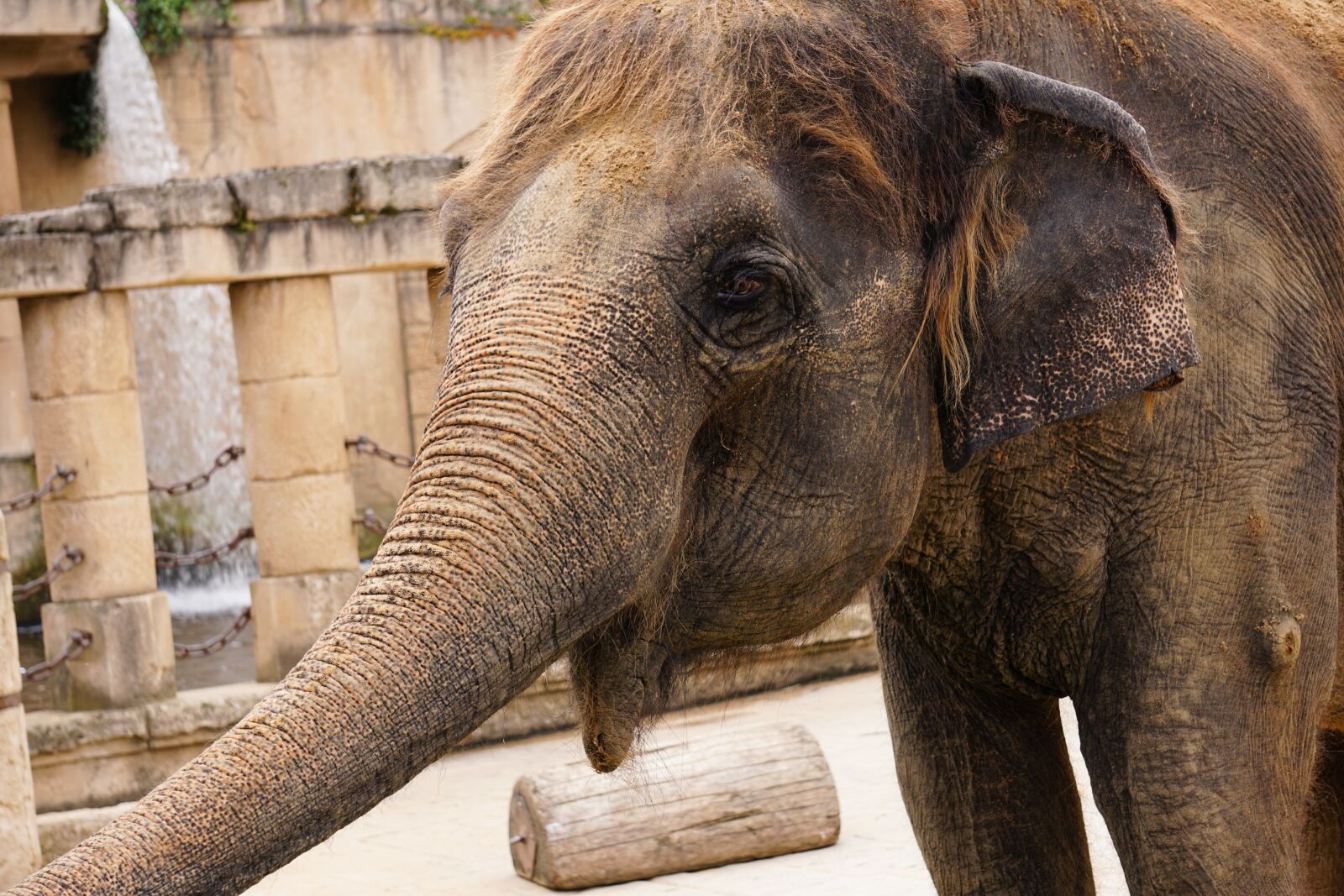 Sony E 55-210mm F4.5-6.3 OSS sample photo. Elephant, structure, tusks photography