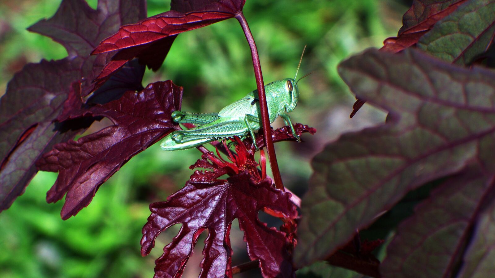 Kodak EASYSHARE Z1485 IS DIGITAL CAMERA sample photo. Grasshopper, insect, red photography