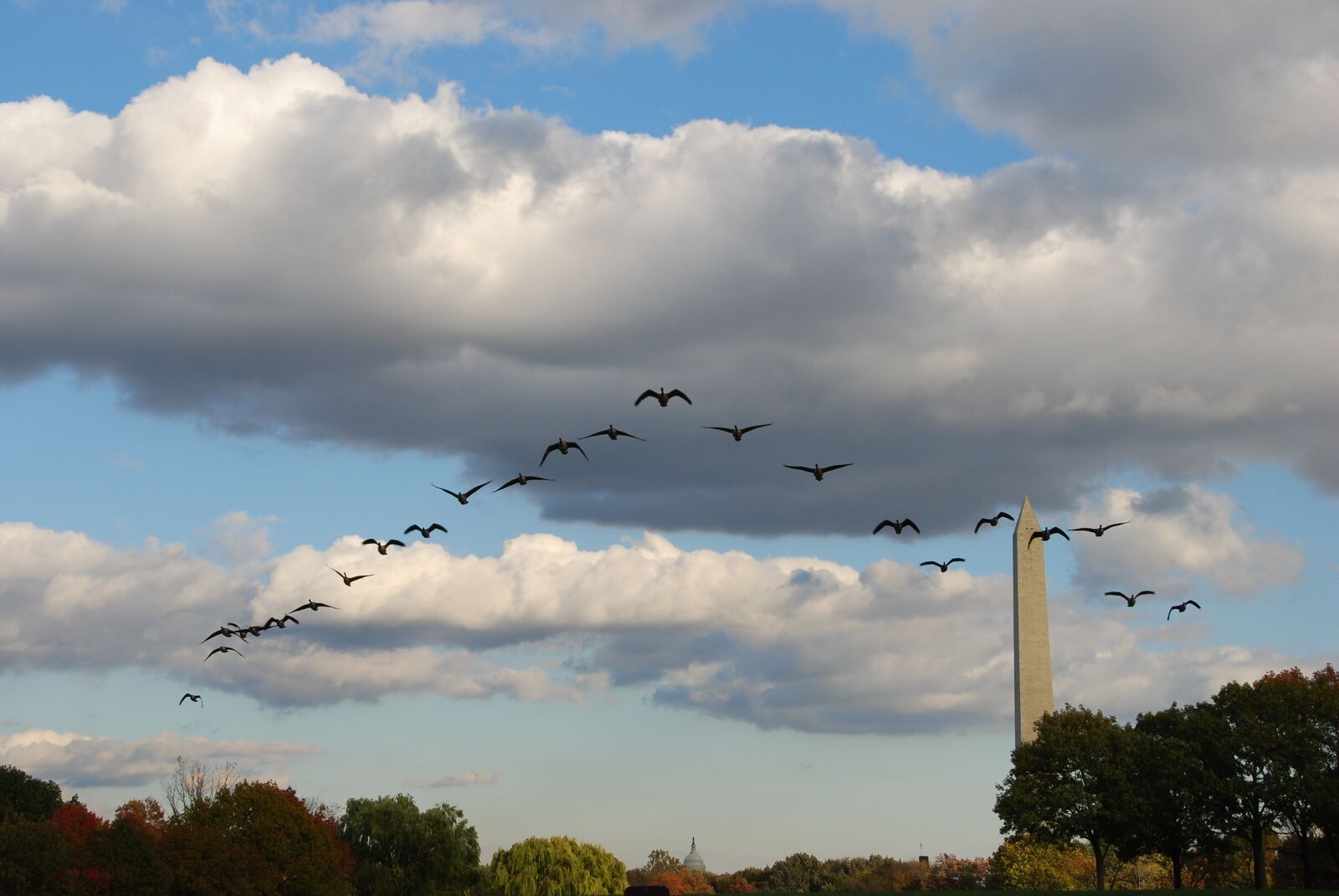 Nikon D80 sample photo. Birds, training, flight photography