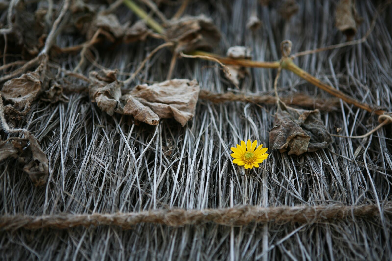Canon EOS 5D sample photo. Thatch roofed hose, nature photography