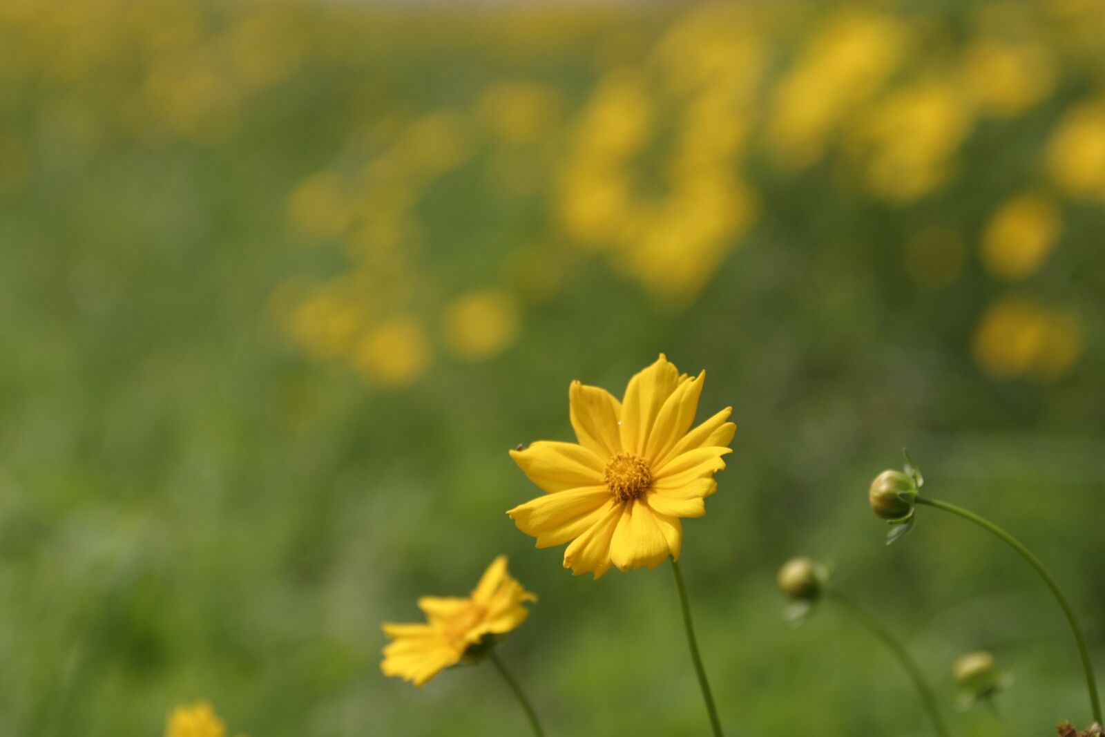 Canon EOS 10D sample photo. Flowers, field, abstract photography