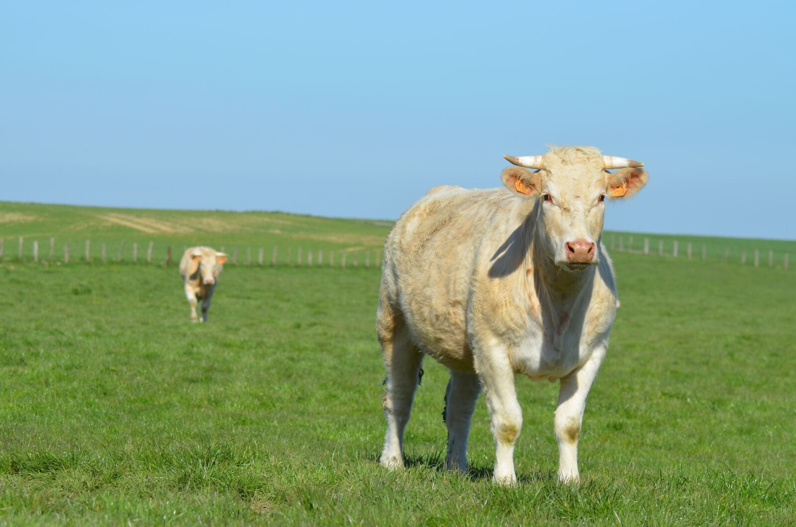 Nikon D5100 sample photo. Cow, agriculture, breeding photography
