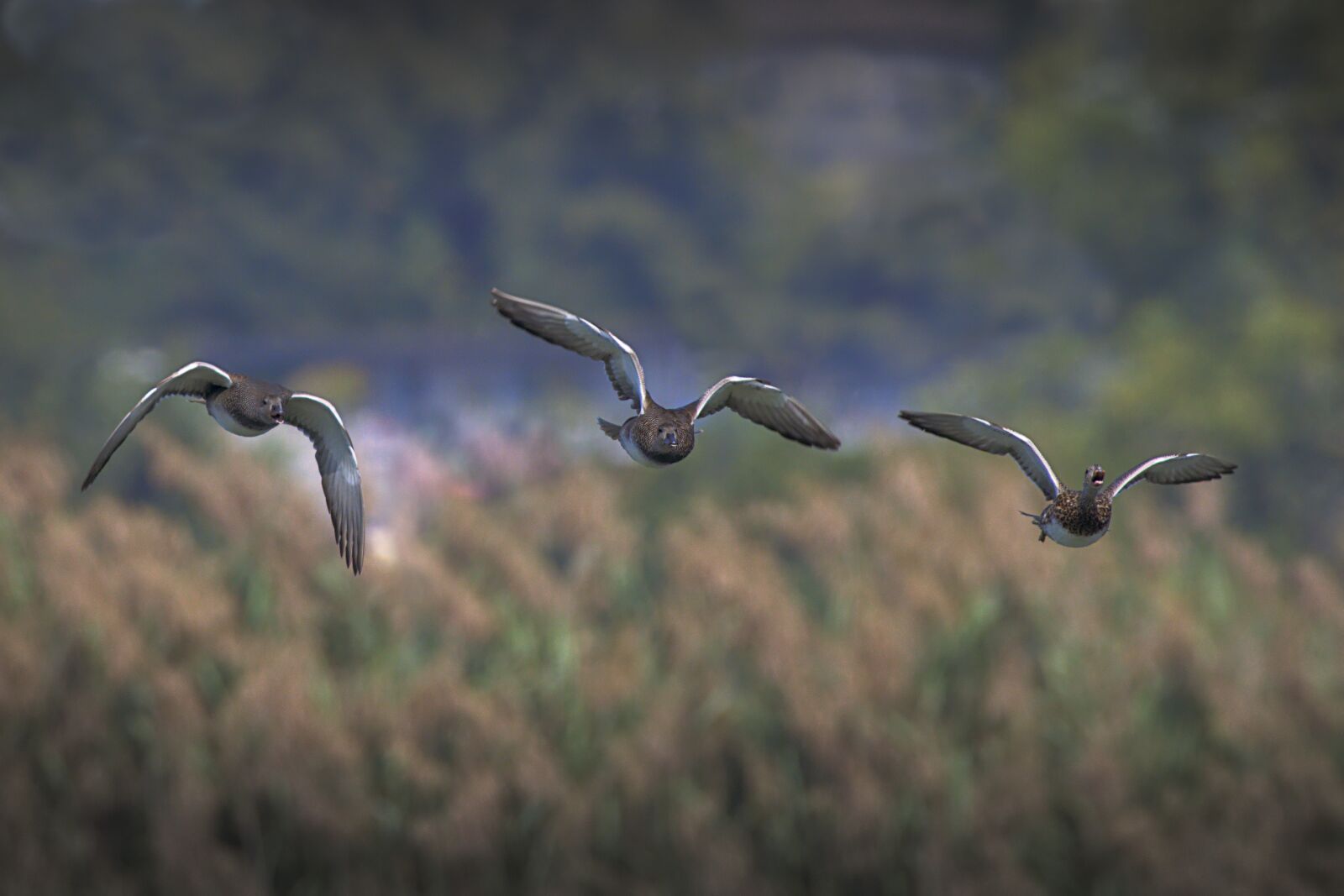 Canon EOS R5 sample photo. Duck, migratory bird, flight photography