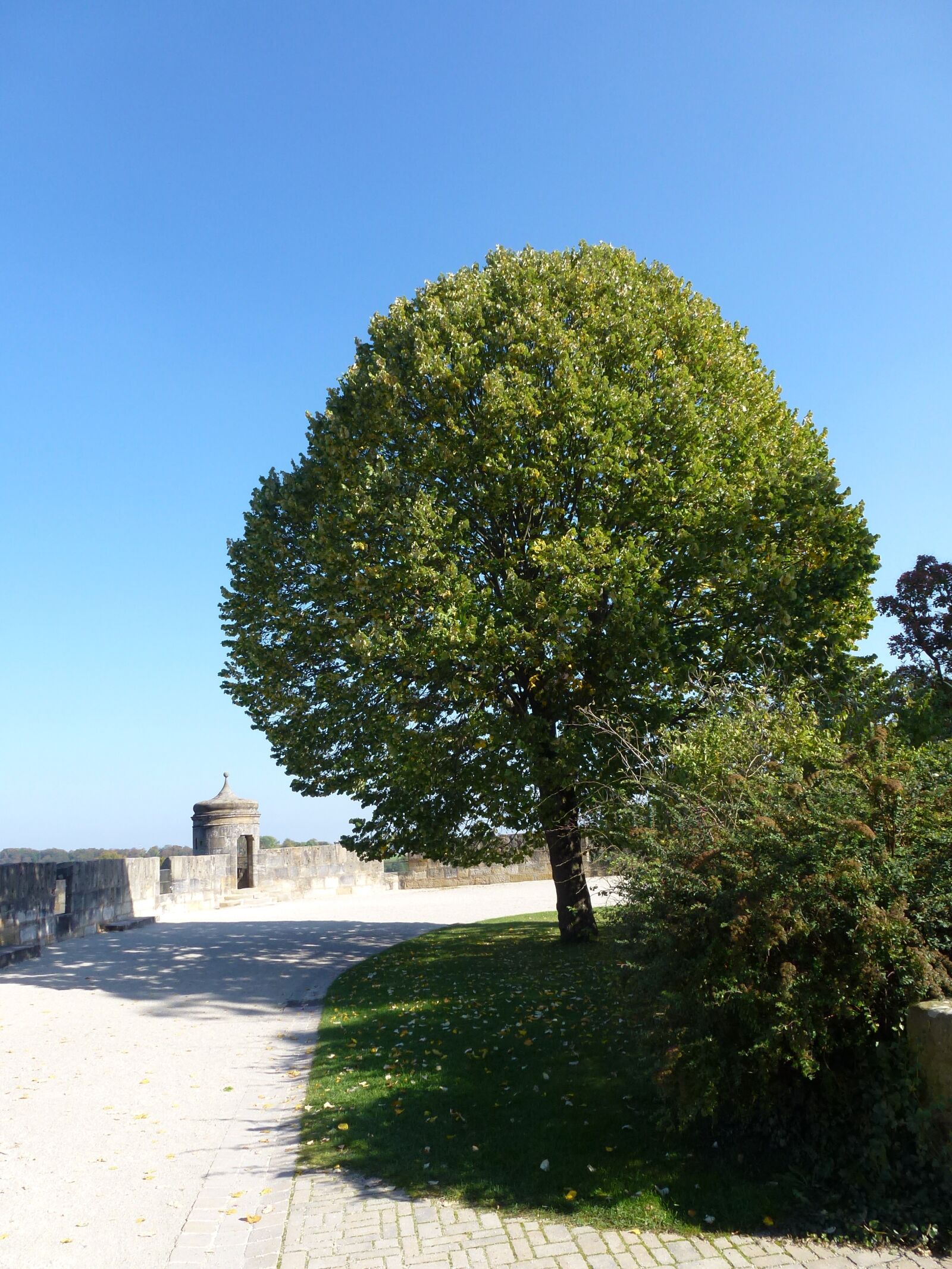 Leica V-Lux 30 / Panasonic Lumix DMC-TZ22 sample photo. Tree, large, green photography