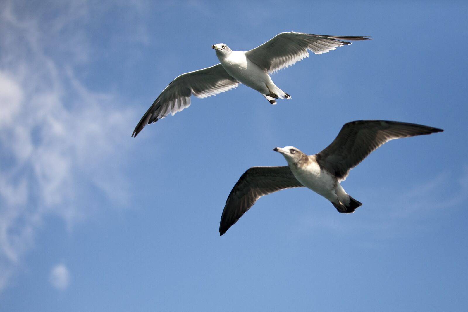 Canon EOS 5D sample photo. Seagull, sea birds, new photography