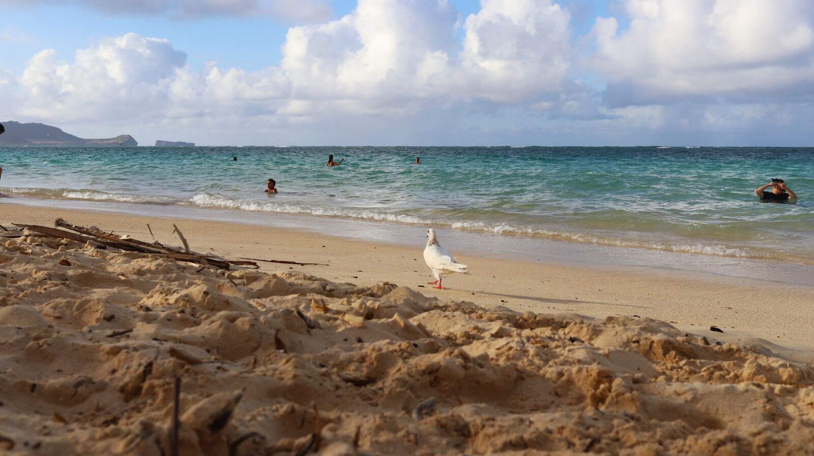 Canon EOS 800D (EOS Rebel T7i / EOS Kiss X9i) sample photo. Lanikai beach seagull photography