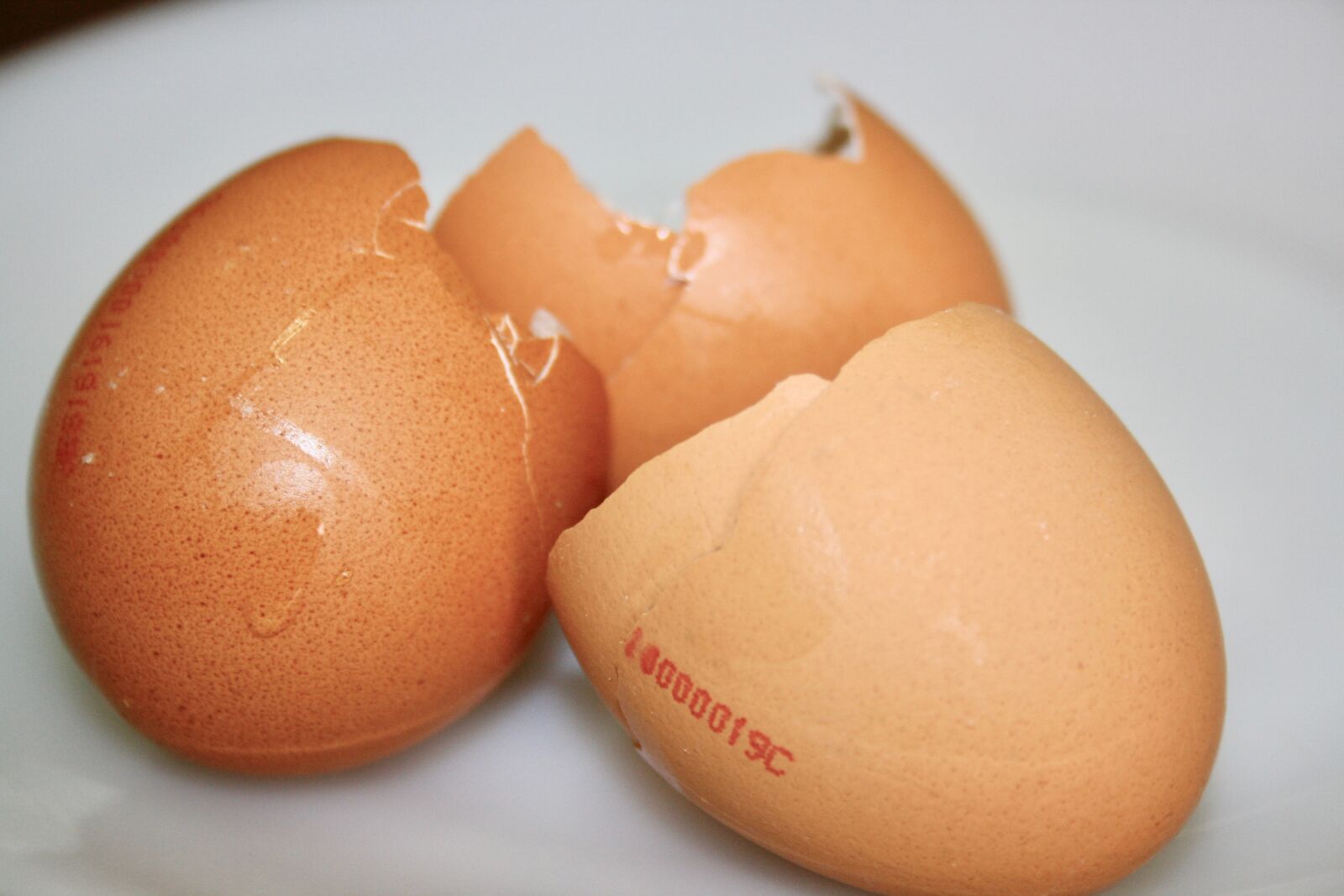 Canon EOS 1000D (EOS Digital Rebel XS / EOS Kiss F) sample photo. Egg, egg shell, easter photography