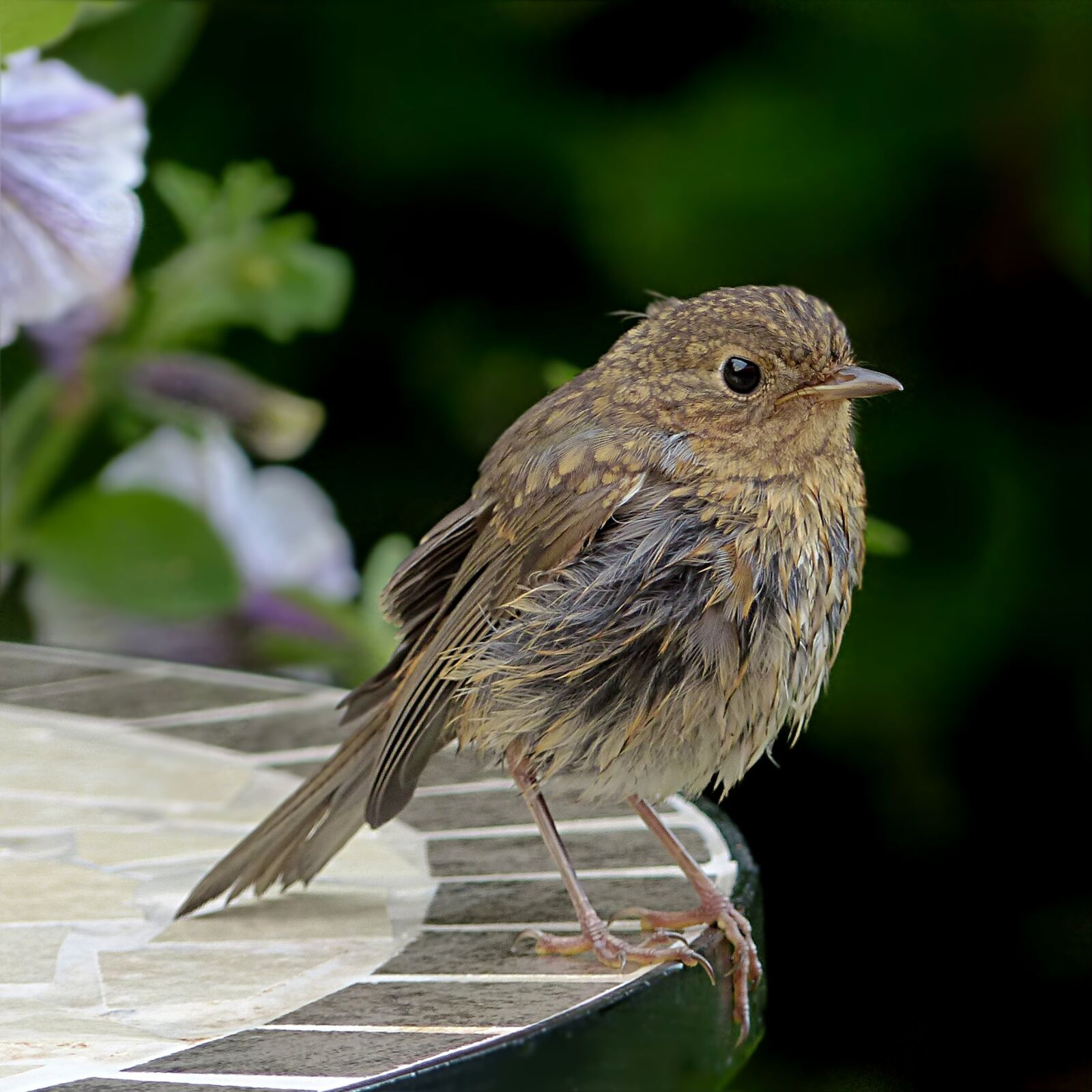 Panasonic Lumix DMC-FZ200 sample photo. Bird, robin, erithacus rubecula photography