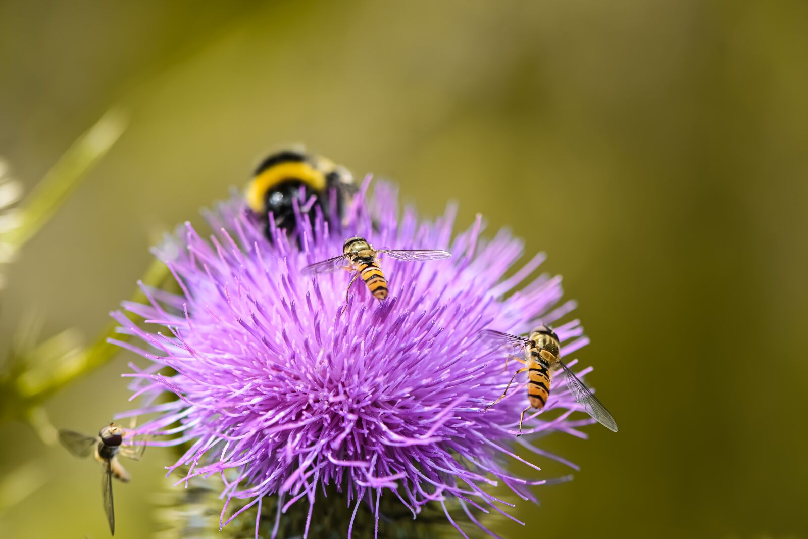 Nikon D7200 sample photo. Thistle, flower, insect photography