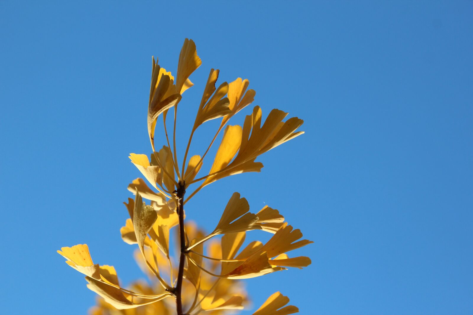 Canon EOS 600D (Rebel EOS T3i / EOS Kiss X5) sample photo. Ginkgo, tree, leaf photography