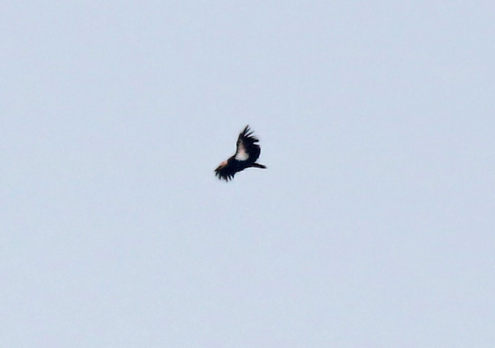 Canon EOS 750D (EOS Rebel T6i / EOS Kiss X8i) sample photo