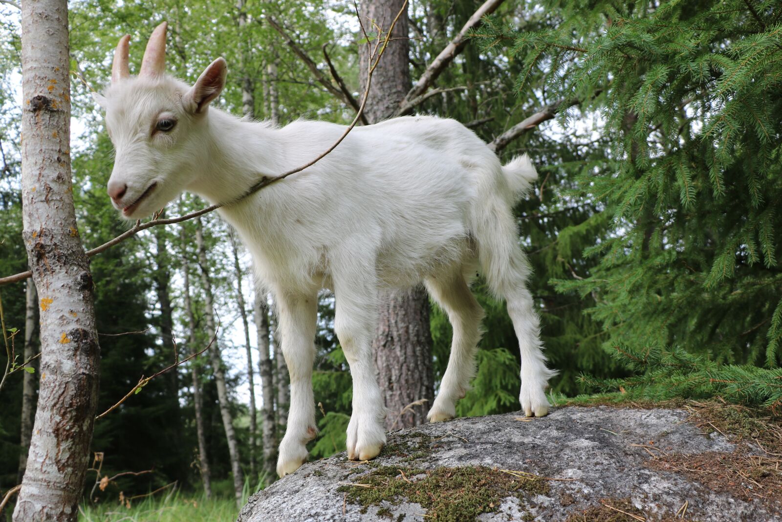 Canon EOS 750D (EOS Rebel T6i / EOS Kiss X8i) sample photo. Goat, kid, mammal photography