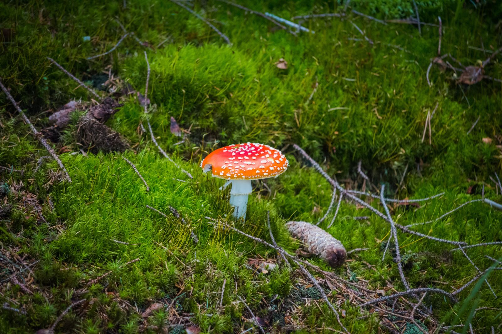 Canon EOS 100D (EOS Rebel SL1 / EOS Kiss X7) sample photo. Fungus, toadstool, amanita muscaria photography