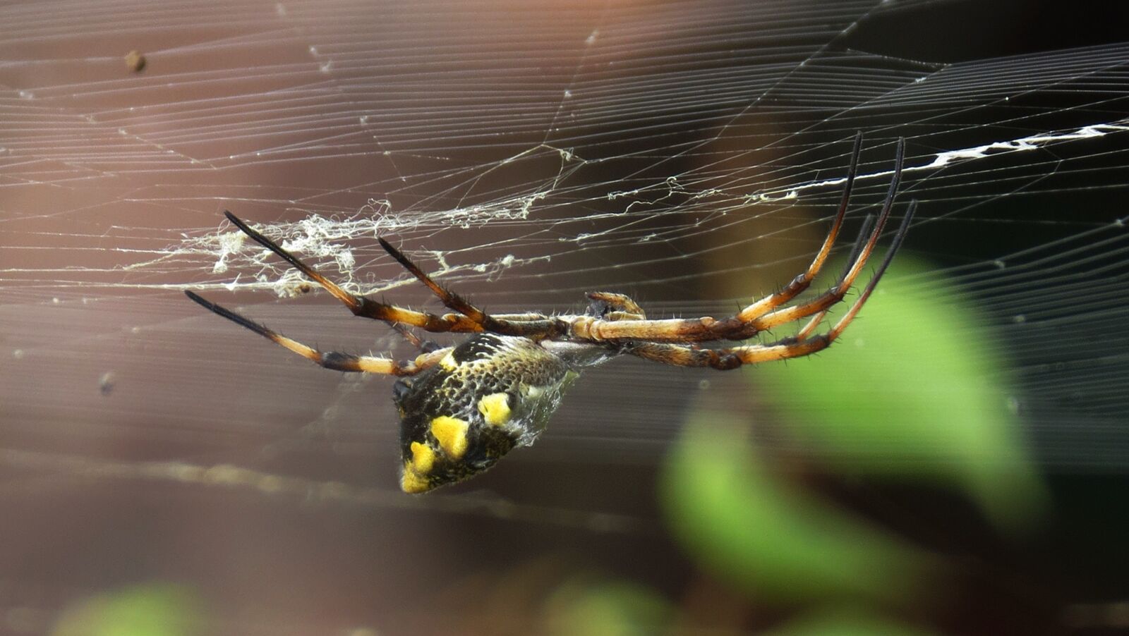 Canon PowerShot SX50 HS sample photo. Nature, outdoors, insect photography