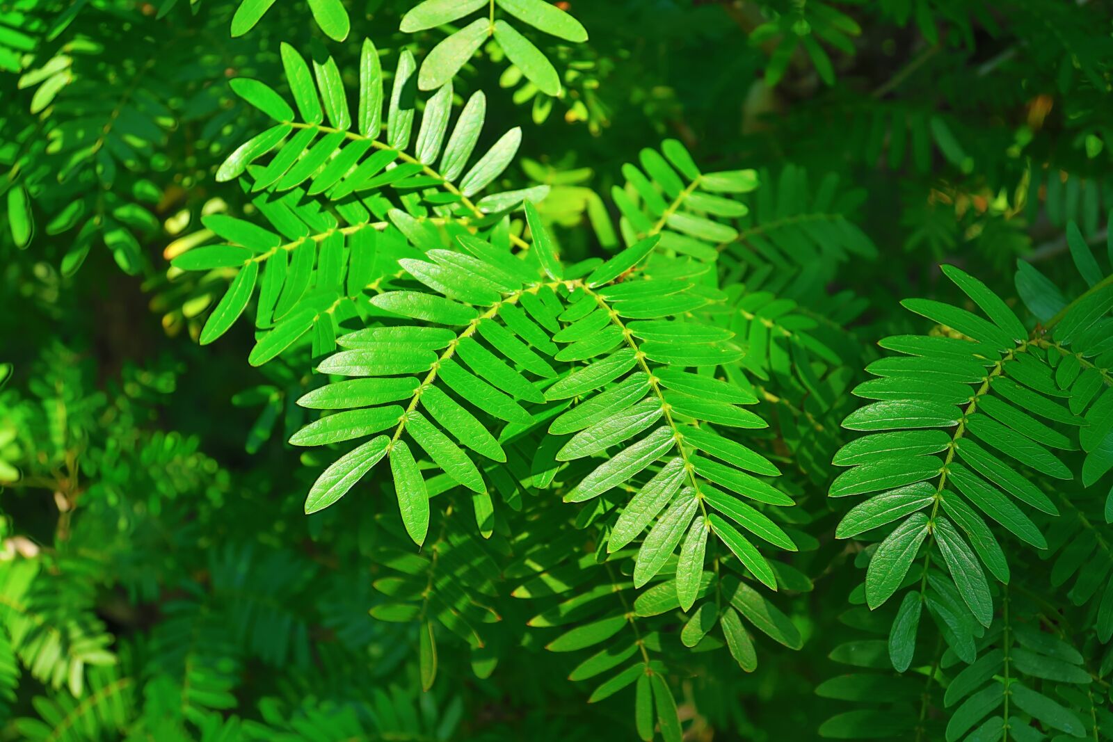 Canon PowerShot G9 X Mark II sample photo. Plants, leaf, green photography
