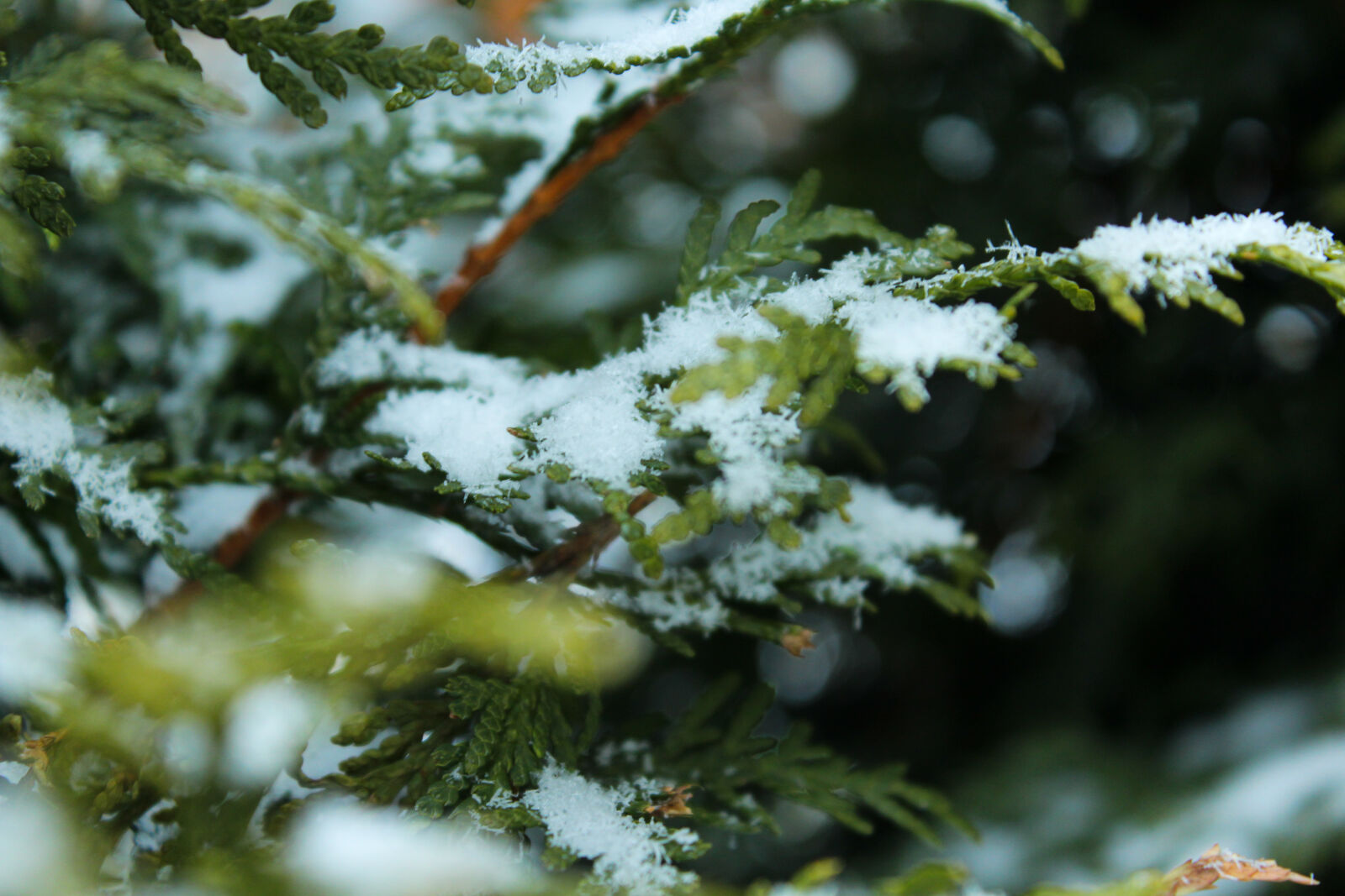Canon EOS 1200D (EOS Rebel T5 / EOS Kiss X70 / EOS Hi) sample photo. Green, snow, white, winter photography