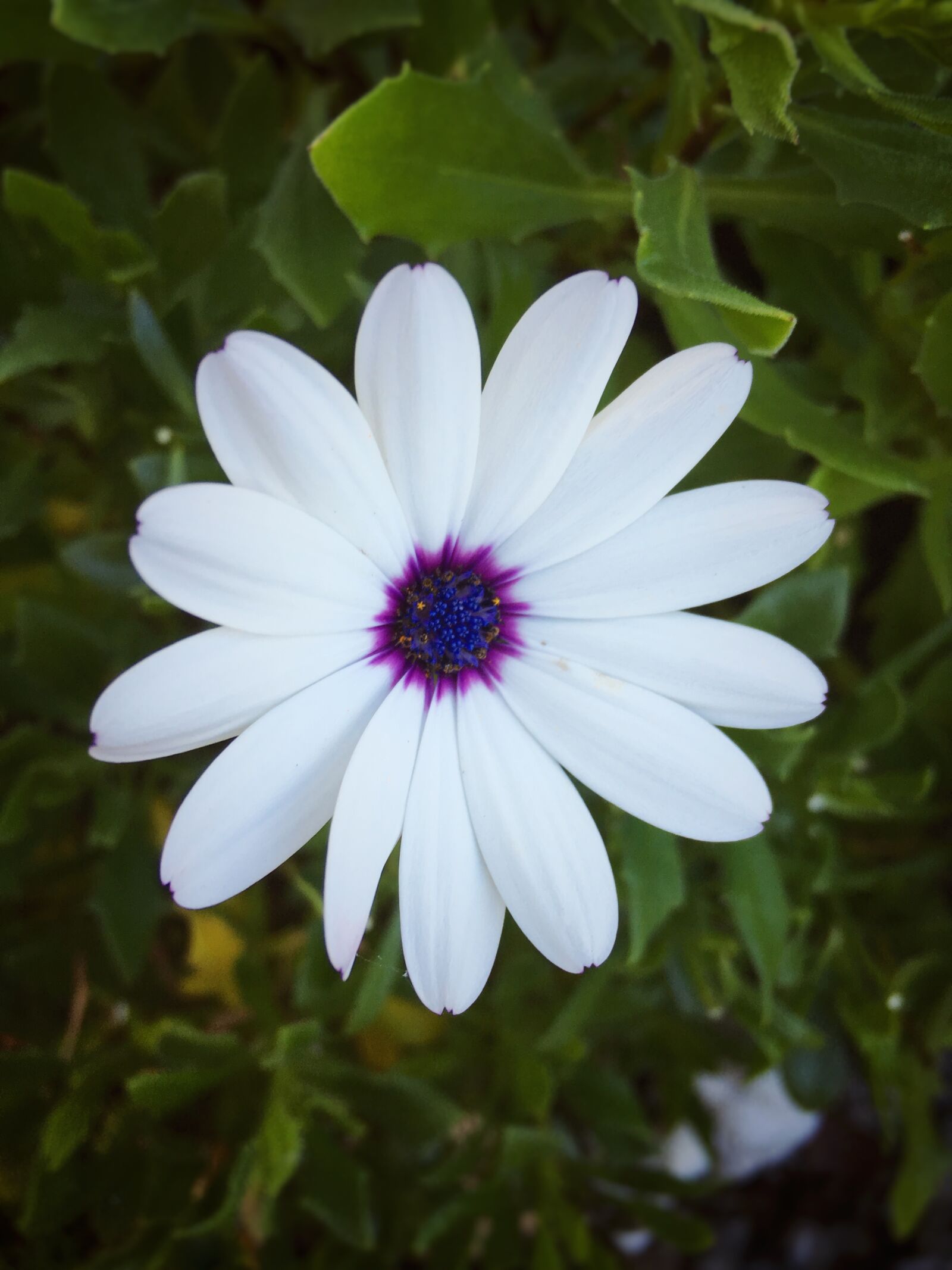 Apple iPhone 6s Plus sample photo. White, flower, flowers photography