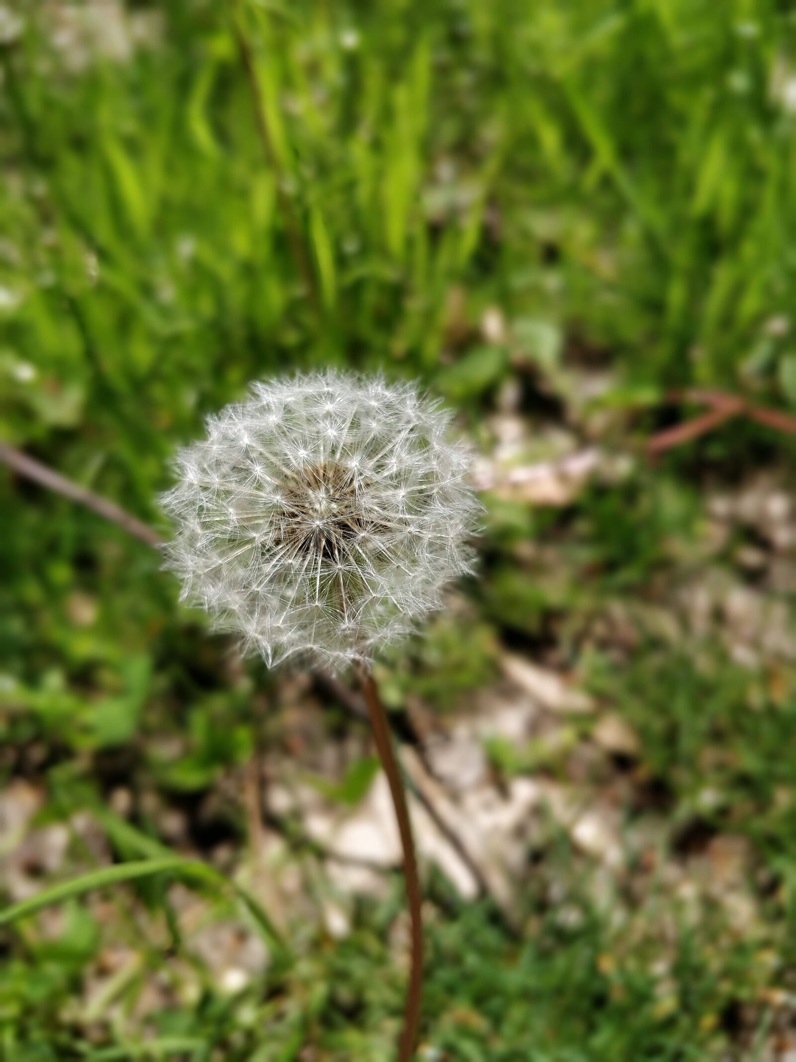 OnePlus 5T sample photo. Spring, flower, seed photography