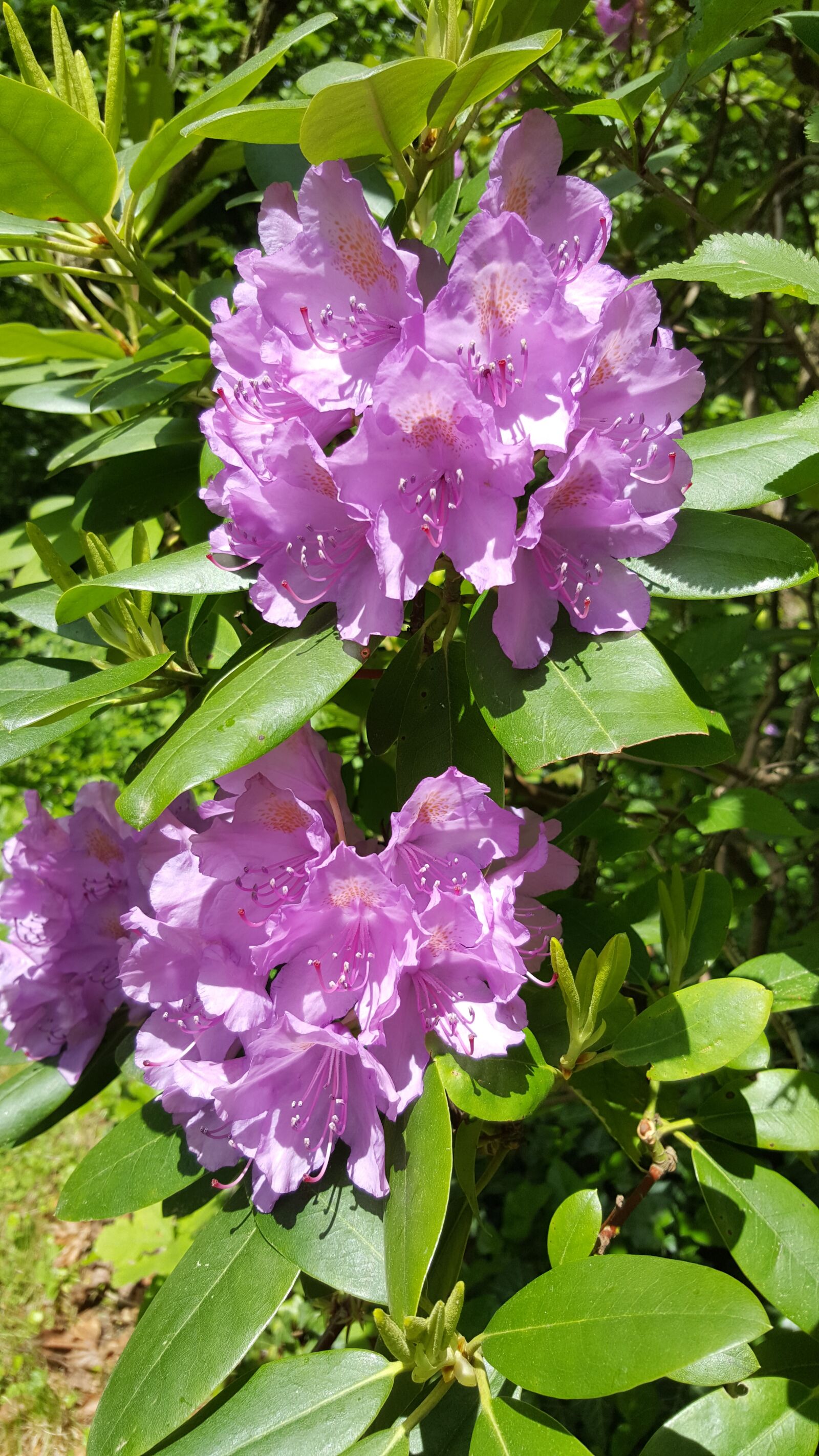 Samsung Galaxy S6 sample photo. Rhododendron, blossom, bloom photography