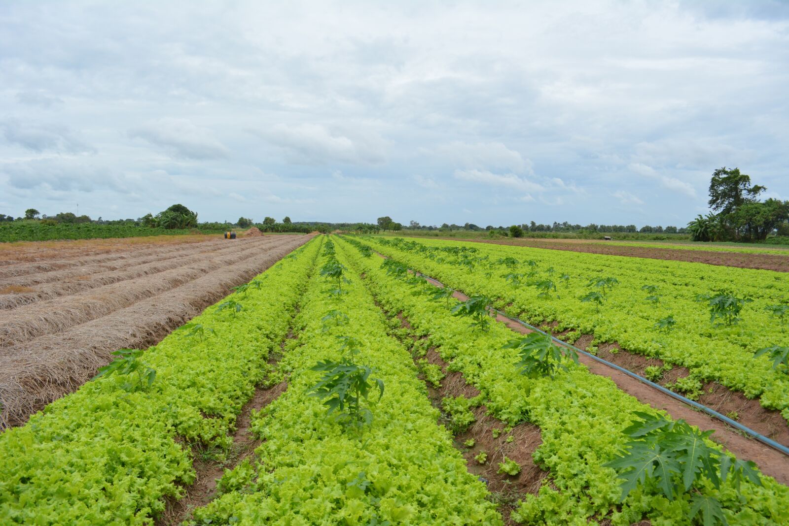 Nikon D5200 sample photo. Khmer vegetable, khmer lettuce photography