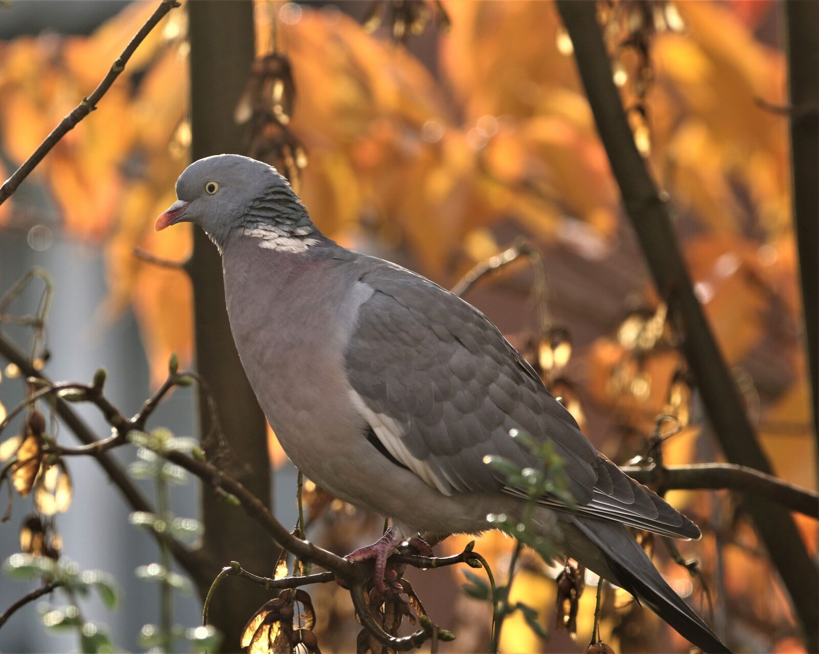 150-600mm F5-6.3 DG OS HSM | Contemporary 015 sample photo. Pigeon, feathers, bird photography