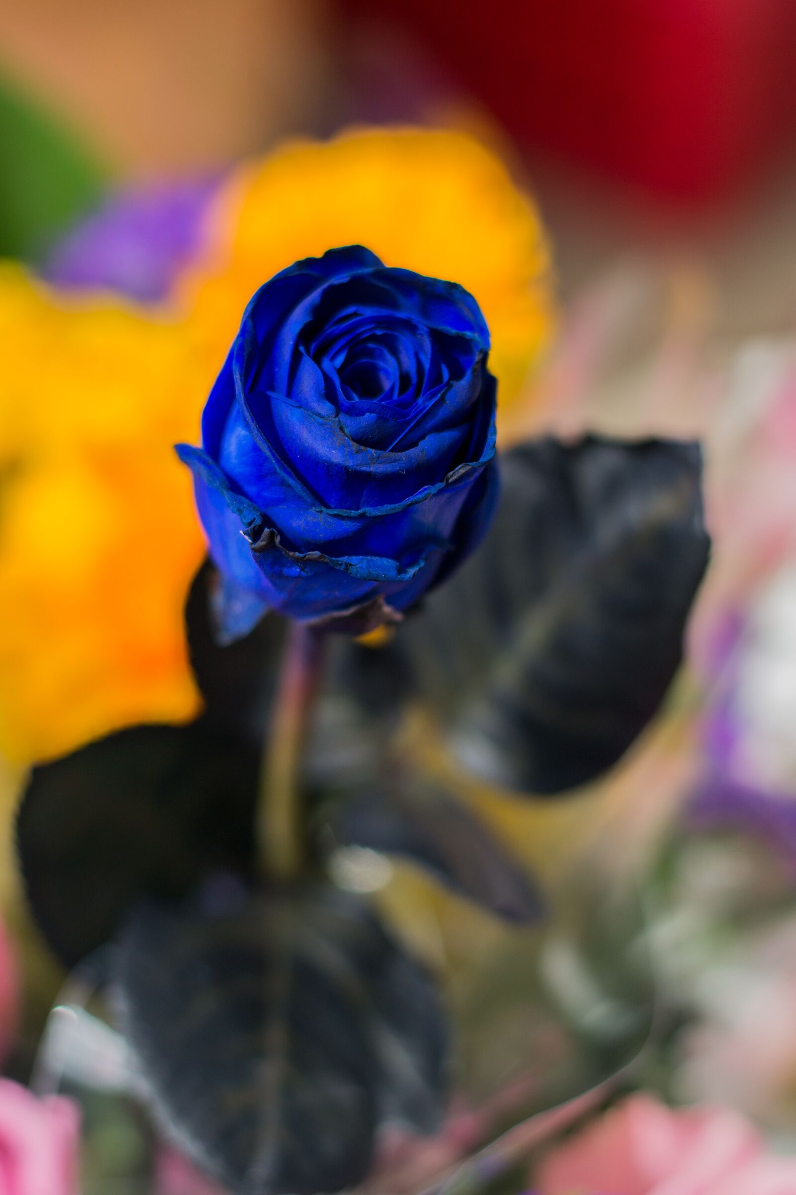 Nikon D3100 sample photo. Blue roses, ro, flower photography