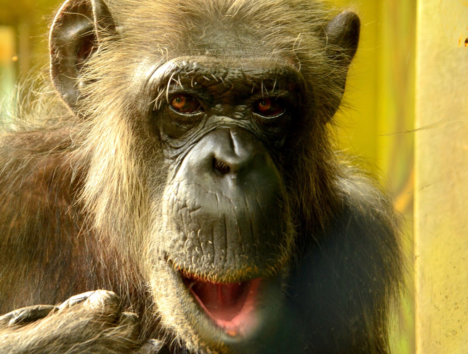 Nikon D5100 sample photo. Comic, chimpansee, closeup photography