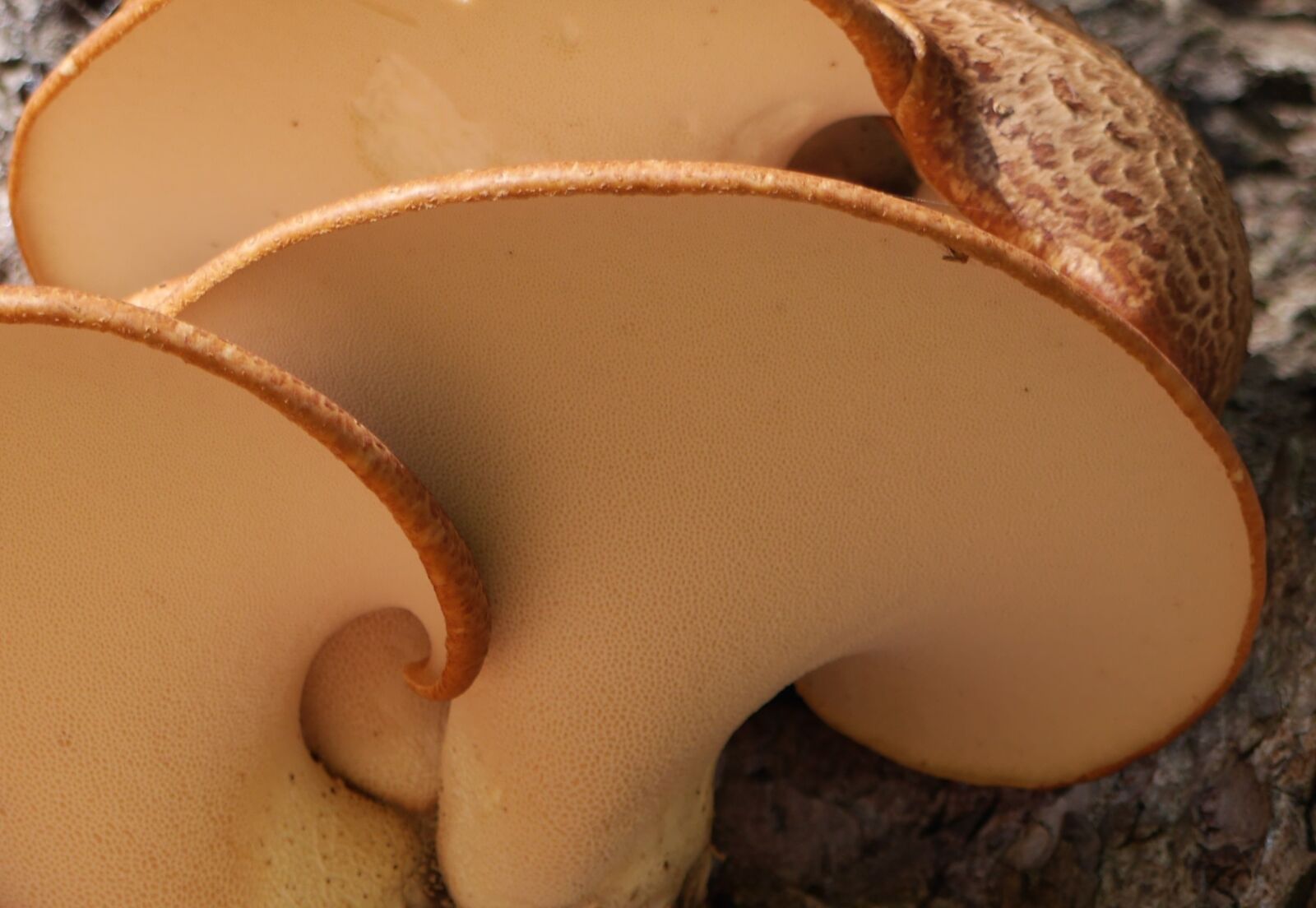 Panasonic Lumix DMC-GH3 sample photo. Fungi, bract, fruiting body photography