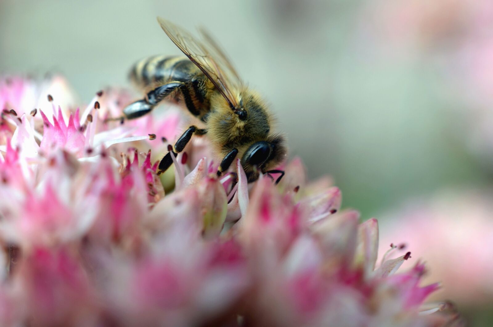 Nikon D5100 sample photo. Bee, insect, honey, pollen photography