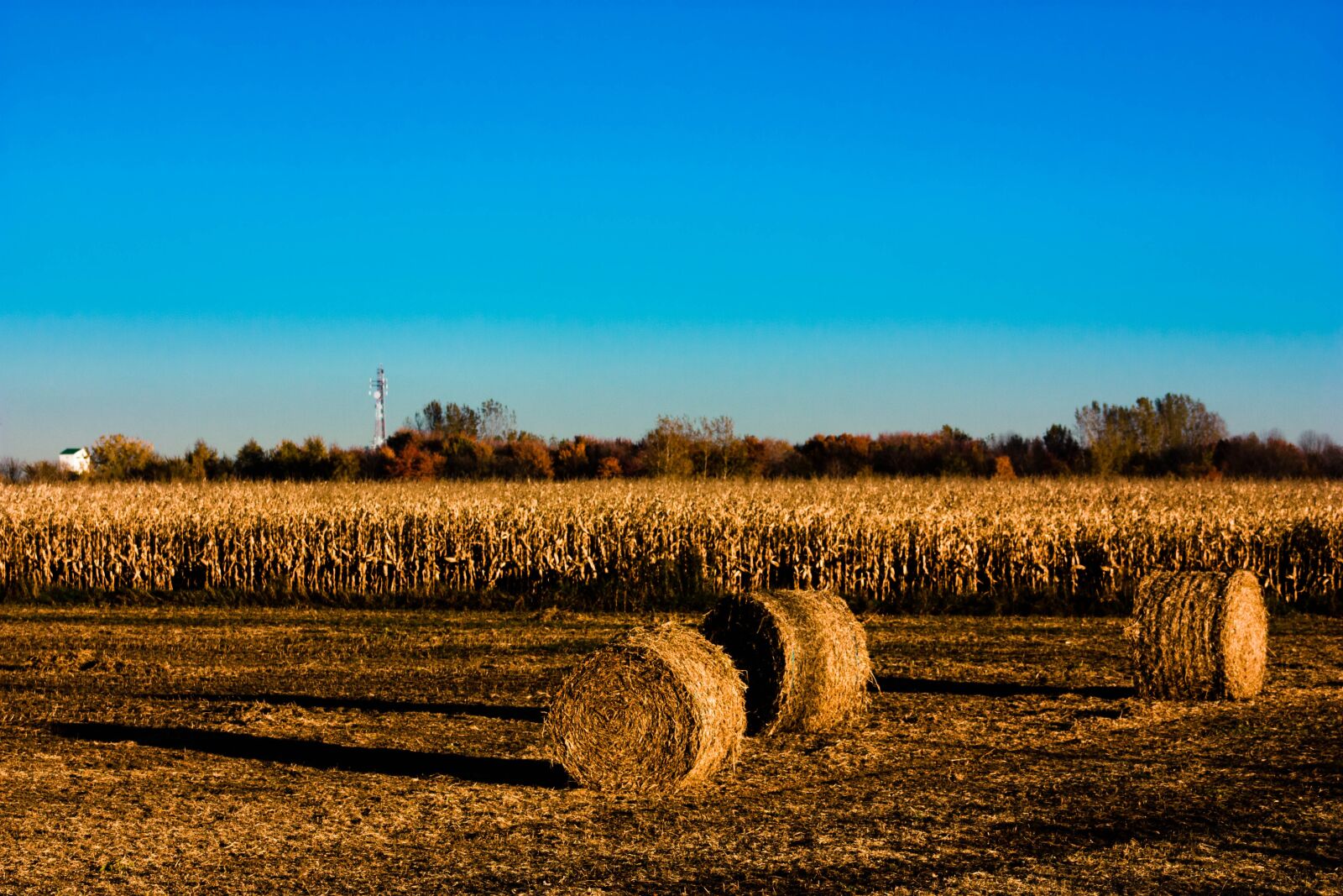 Поля в августе какие. Осеннее поле. Поле осенью. Поле пшеницы. Августовские поля.