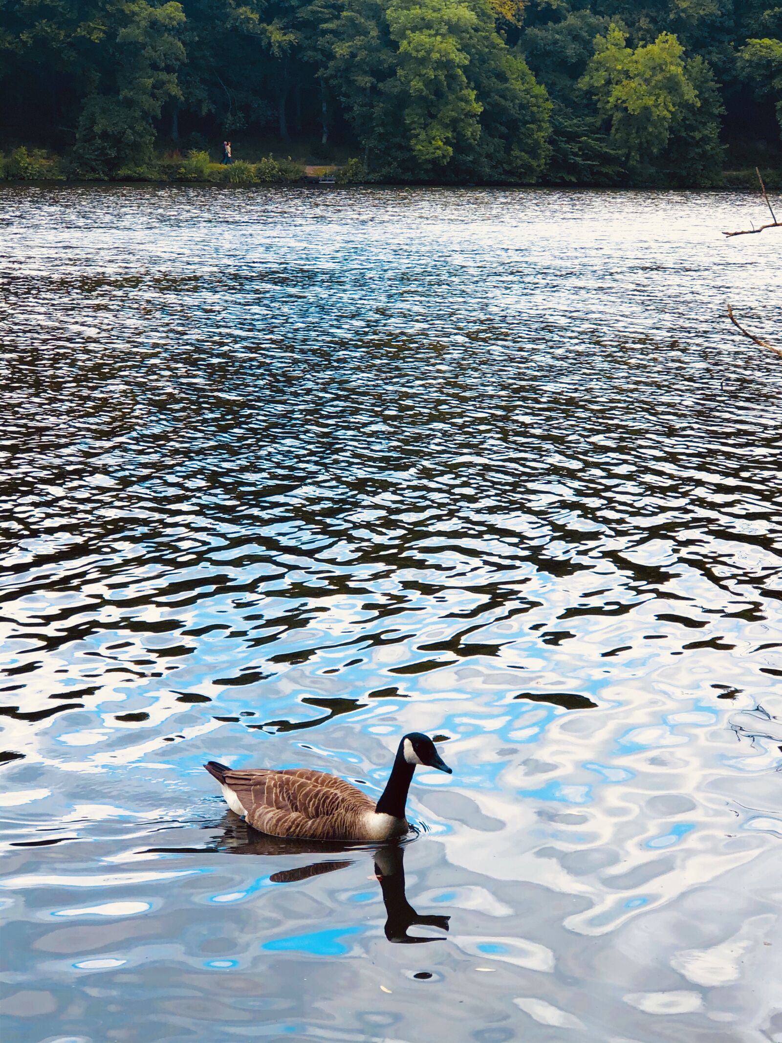 iPhone 8 Plus back dual camera 6.6mm f/2.8 sample photo. Duck, lake, nature photography