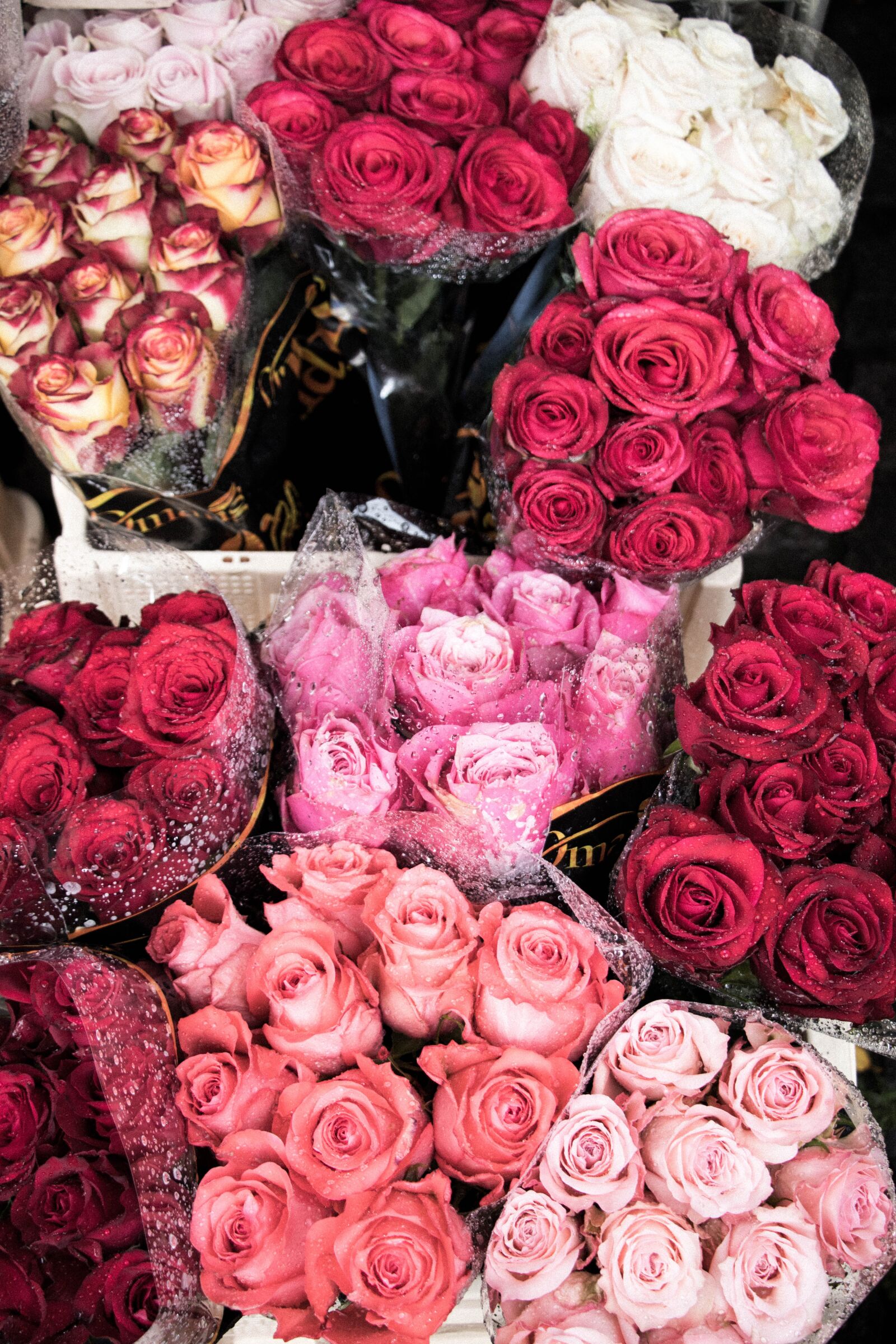 Canon EOS 80D sample photo. Roses, rain, travel photography