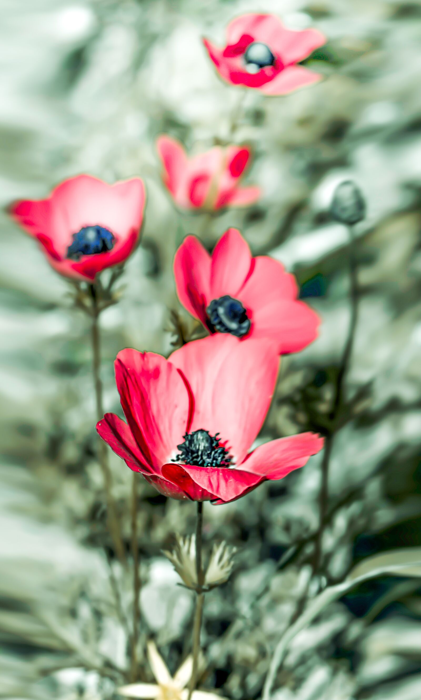 Nikon D5600 sample photo. Autumn, poppy flowers, poppies photography