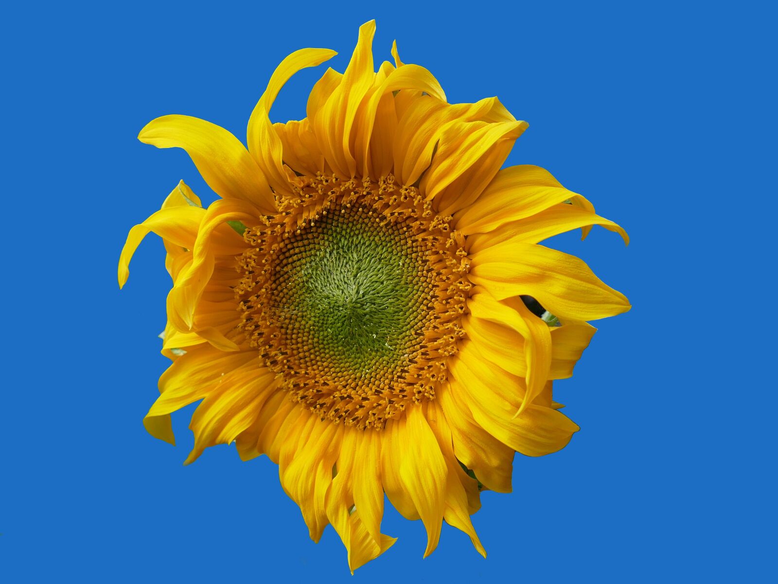 Panasonic Lumix DMC-FZ1000 sample photo. Sunflower, yellow flower, blossom photography